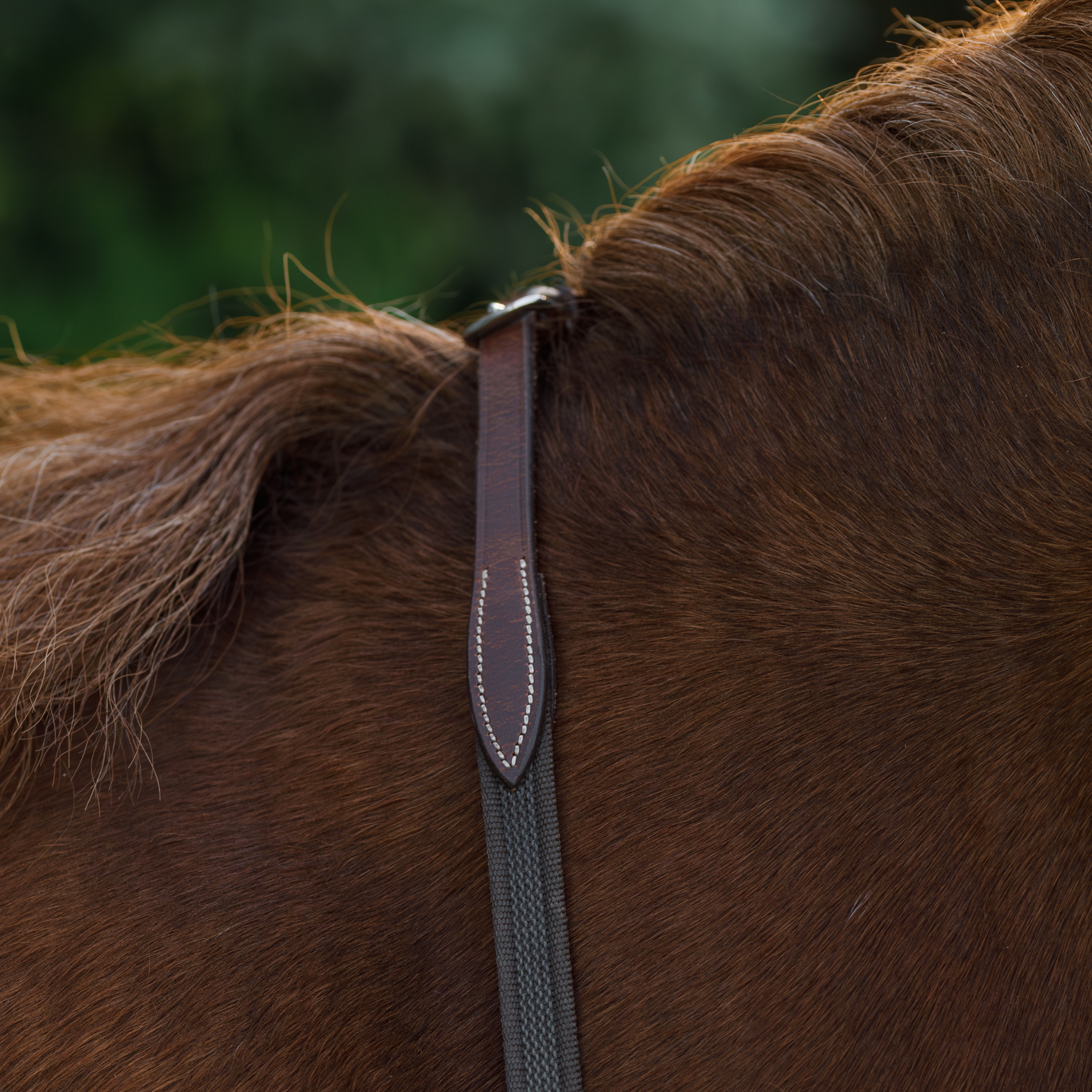 Close-up of a chestnut pony's neck with brown webbed reins draped over.
