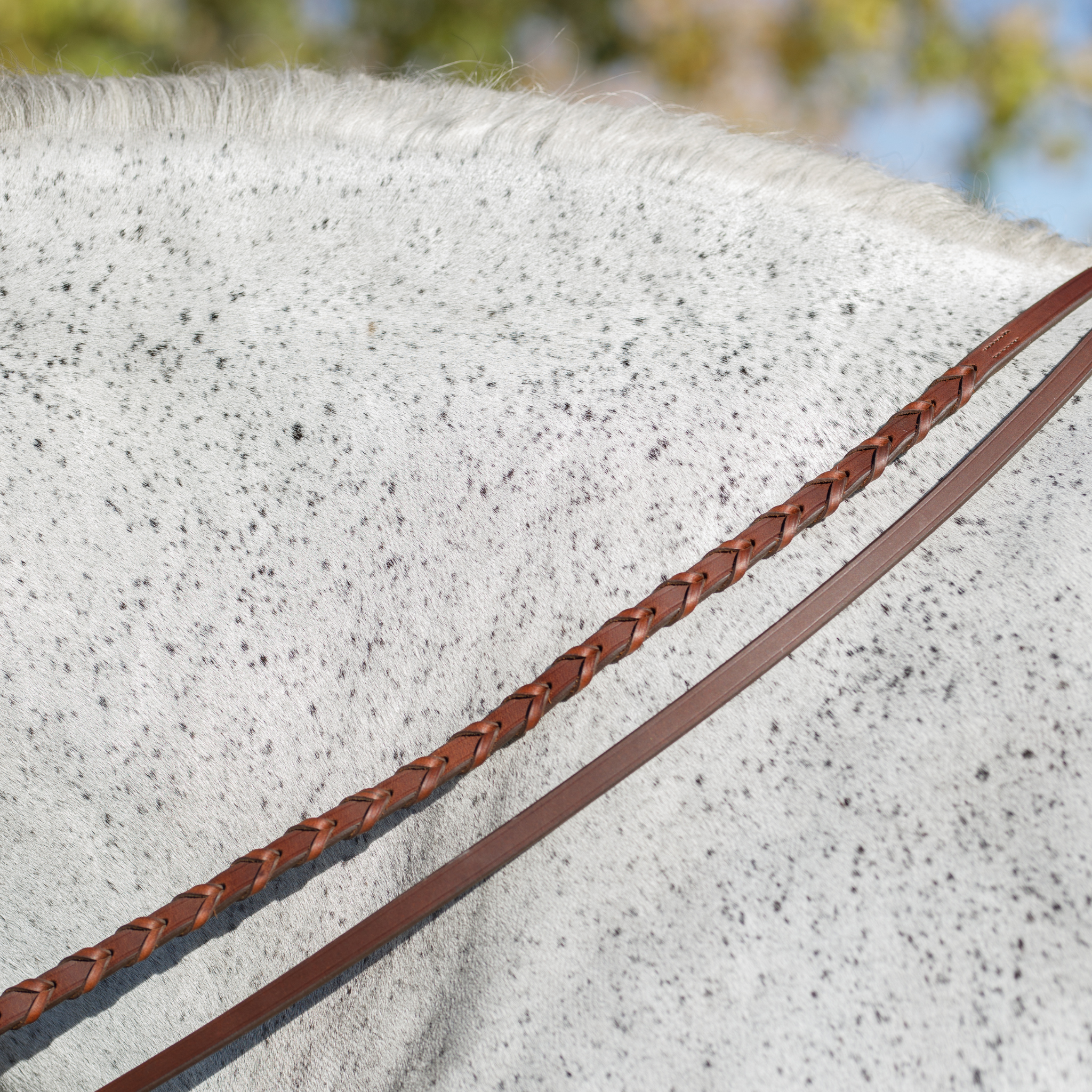 Close-up of a pair of brown laced reins and brown curb reins against a grey horse's neck.