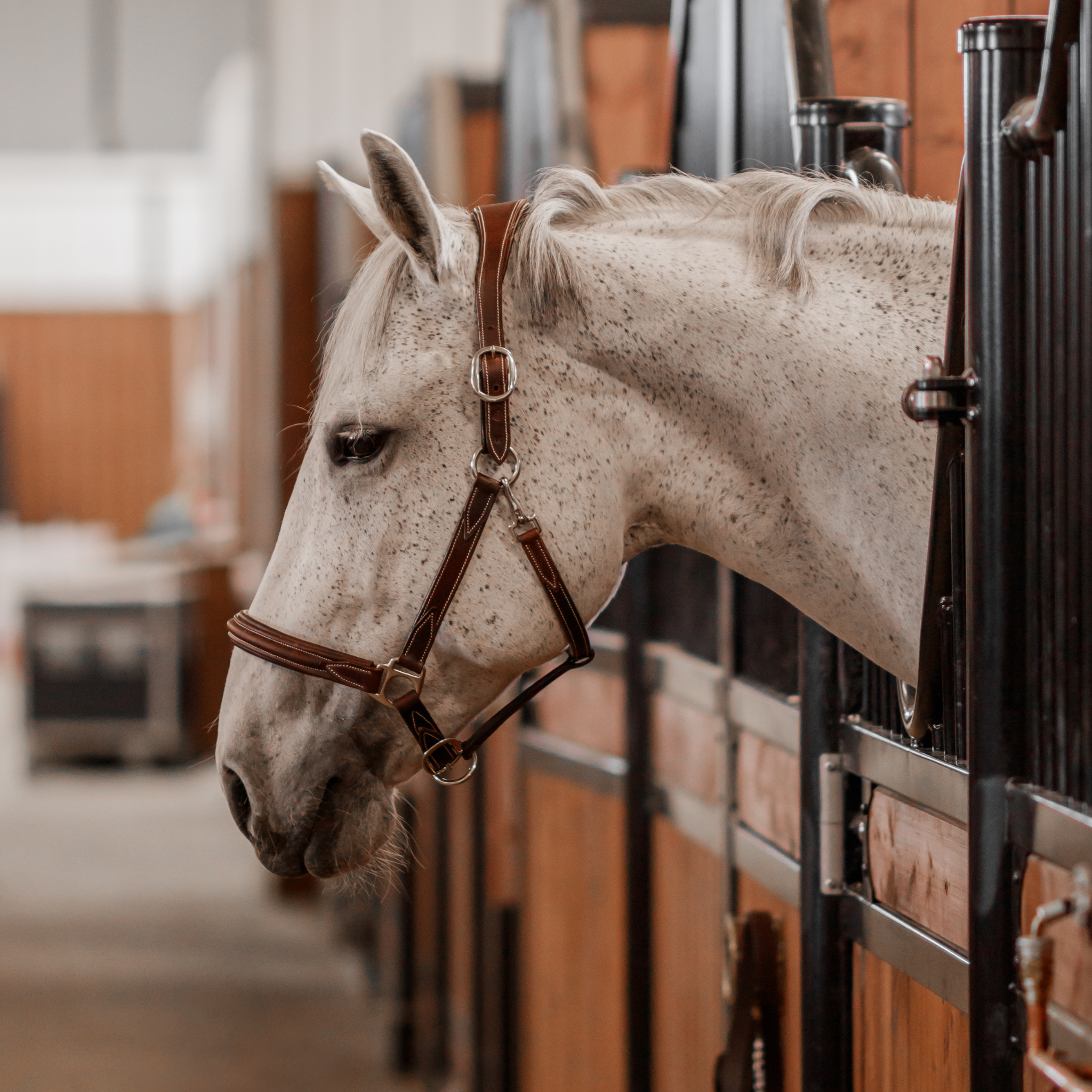 A white horse wearing a brown leather halter with chrome hardware, standing in a stable.