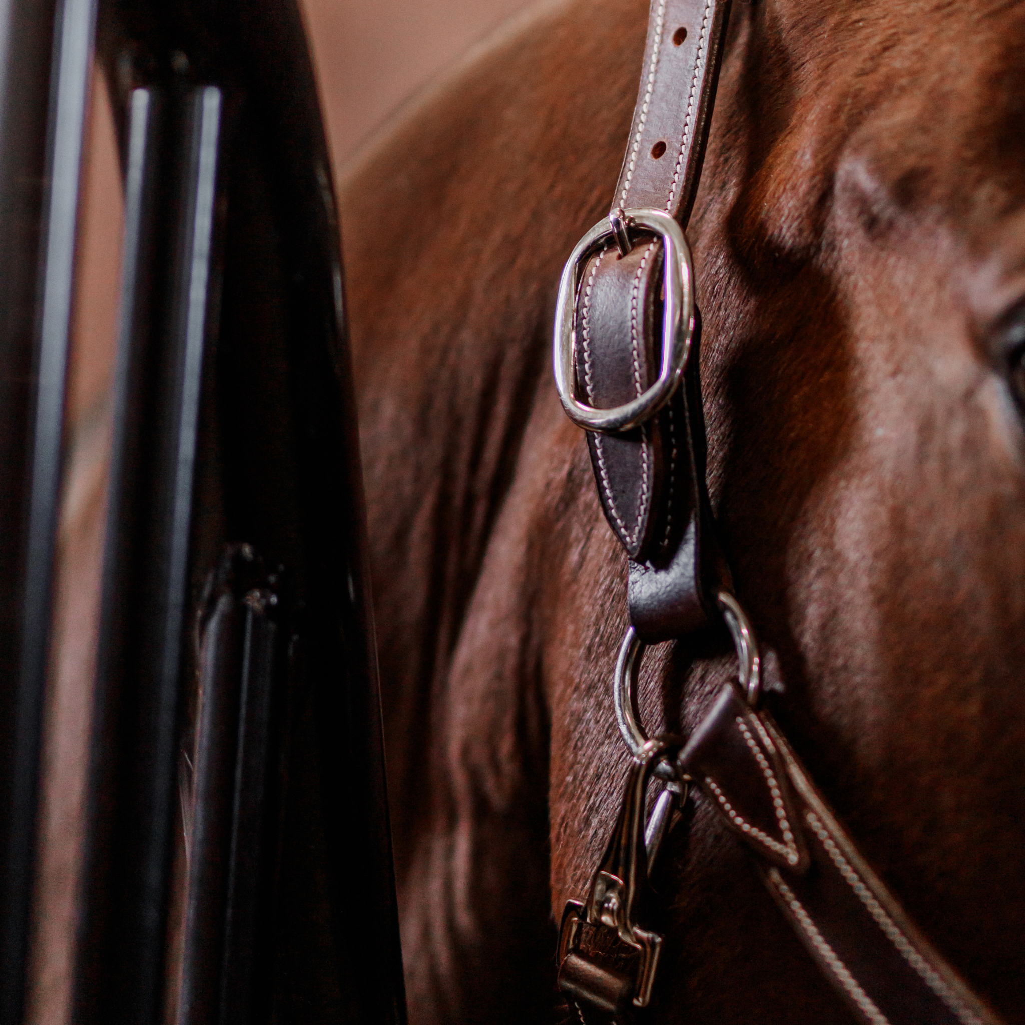 A close up photo of bay horse wearing a brown leather halter with chrome hardware, standing in a stall. The photo focuses on the side crownpiece buckle and throatlatch clip.