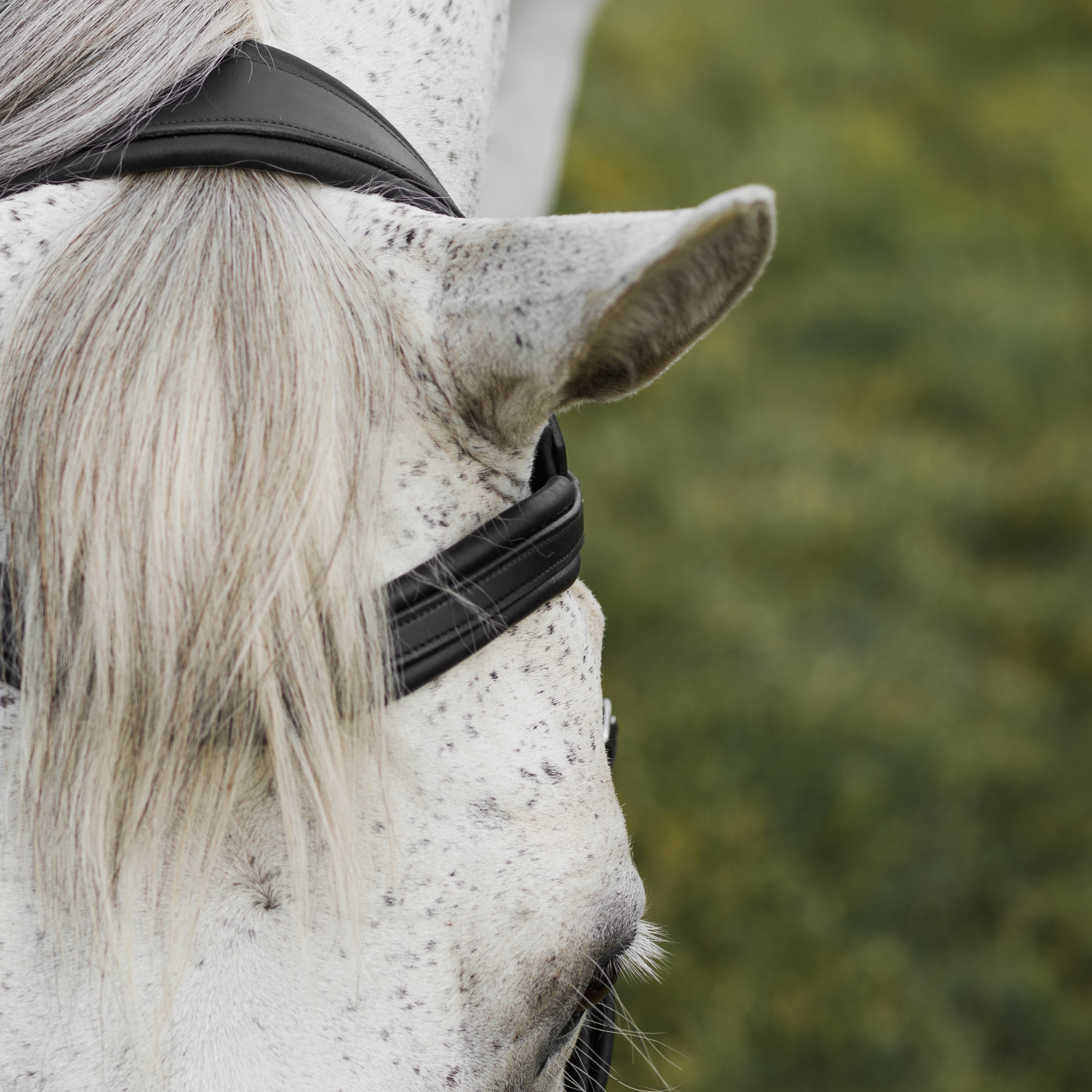 Close-up of a grey horse wearing a black soft bridle with a blurred field background. Photo focuses on the heavy padding under the crownpiece and browband.