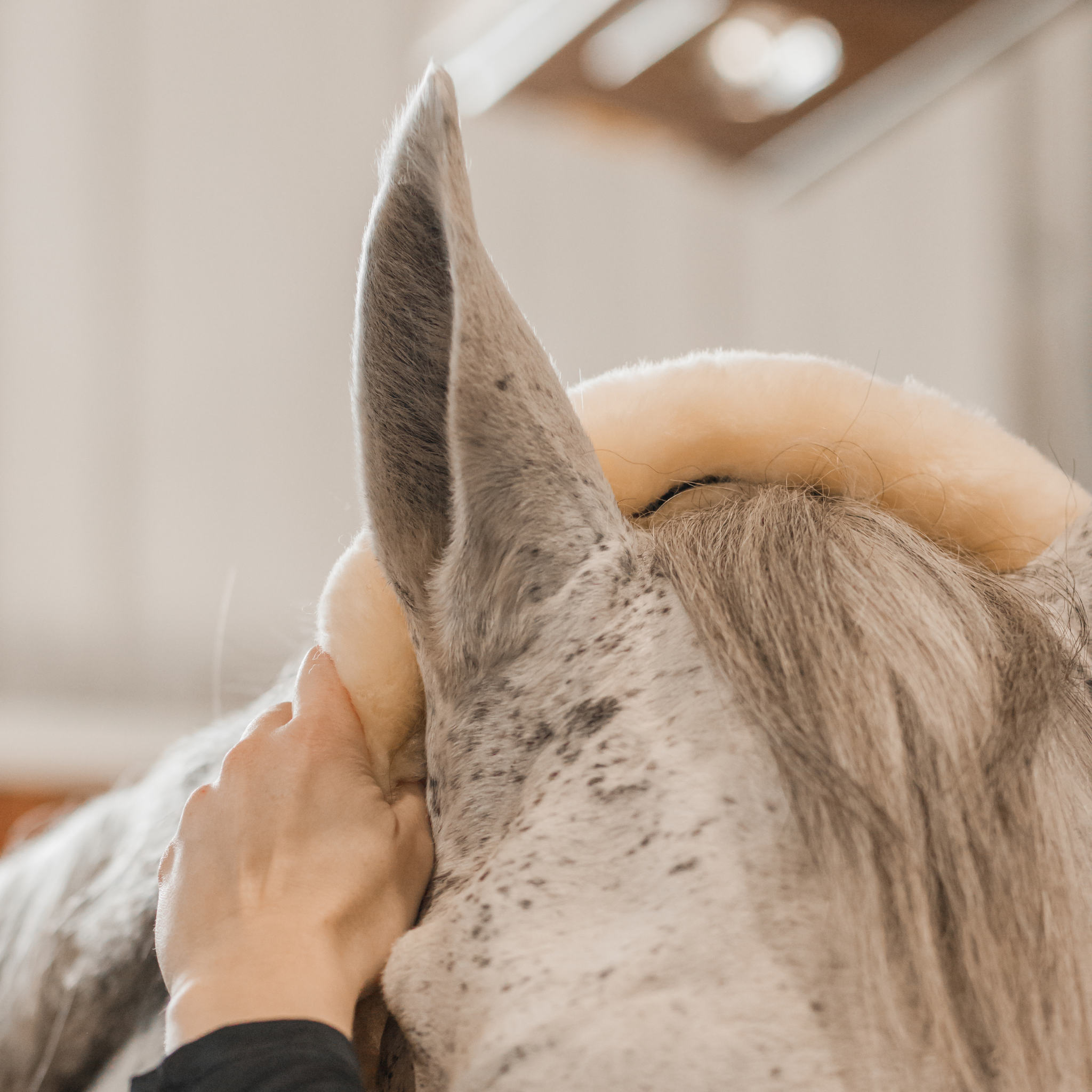 Close up photo of a sheepskin and leather halter being put on over the ears of a grey horse.