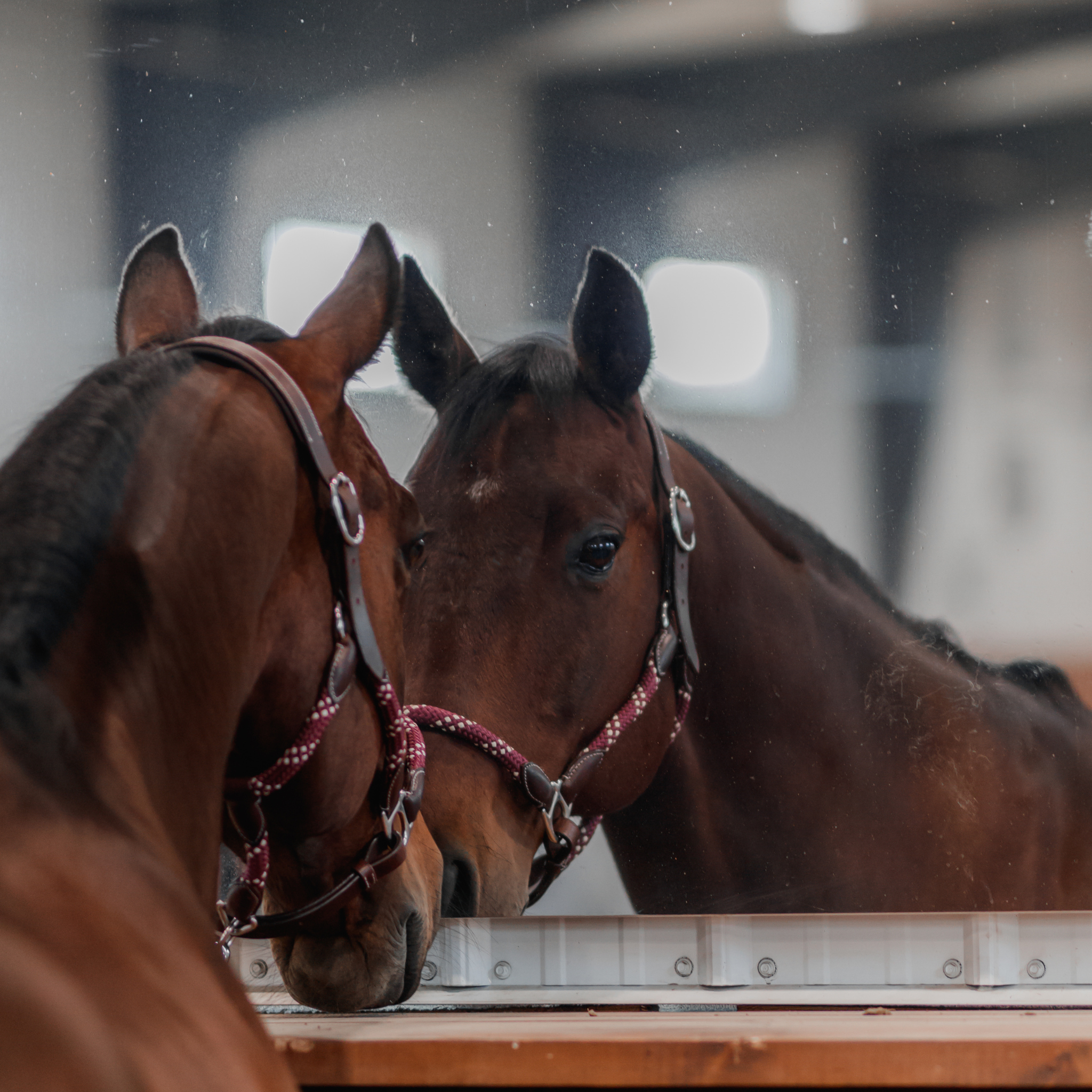 Photo of a bay horse wearing a leather and rope halter and lead set. The set has brown leather accents, chrome hardware, and burgundy and white cheekpieces, noseband, and lead rope.