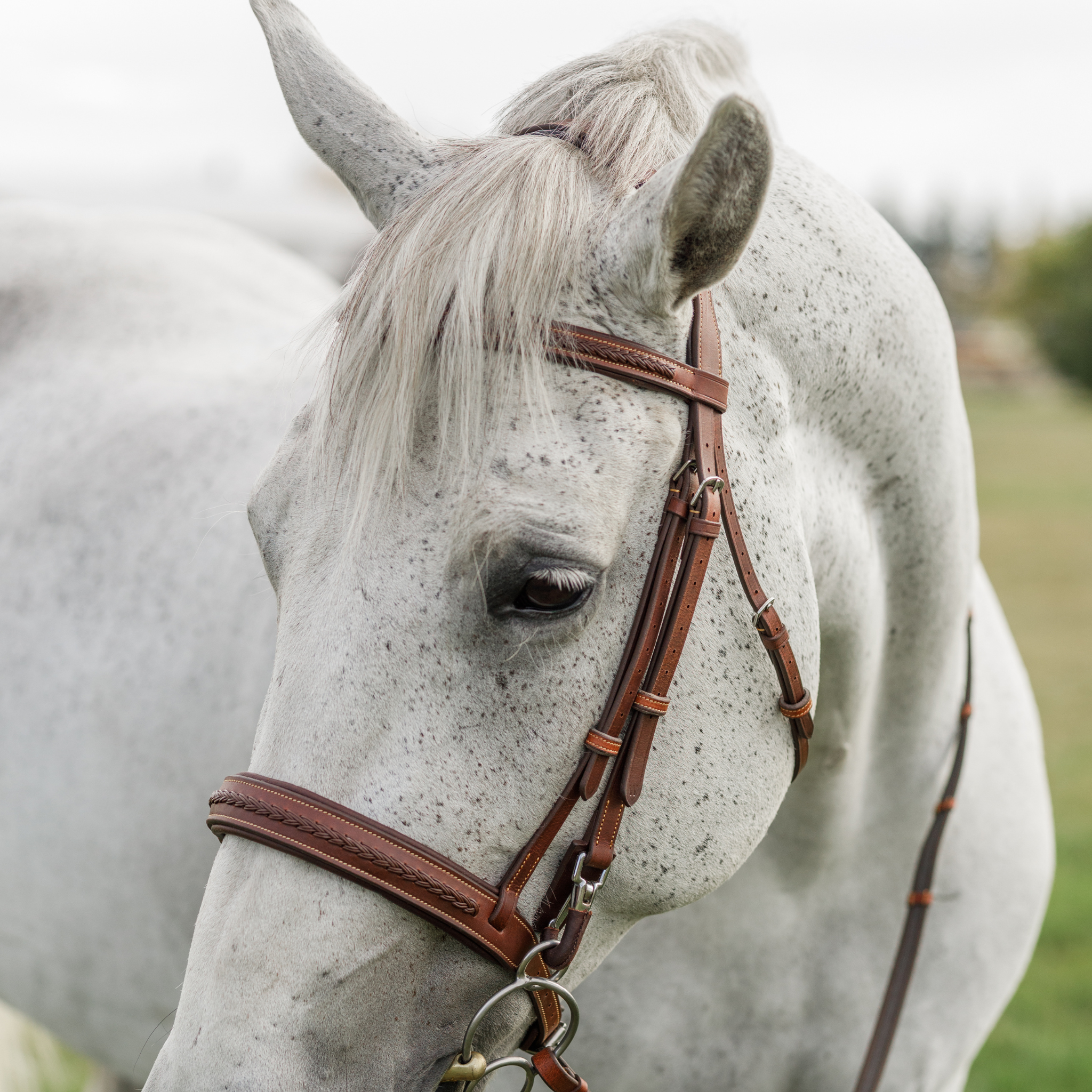 Close-up of a grey horse with perked ears wearing a brown braided training bridle against a blurred field background.