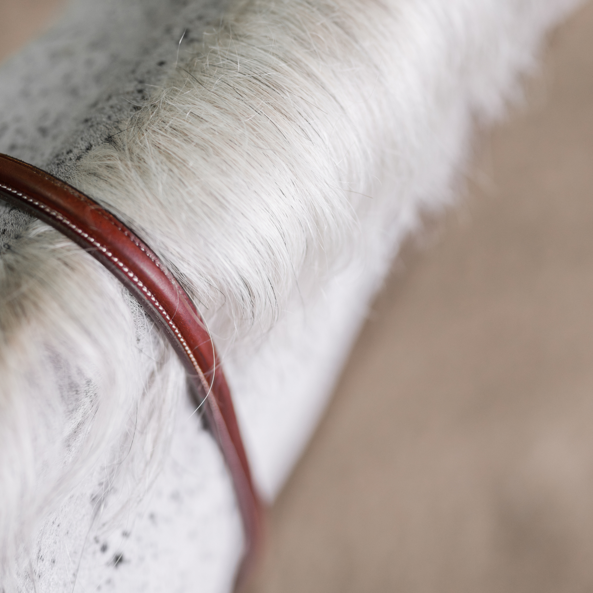 Standing Martingale
