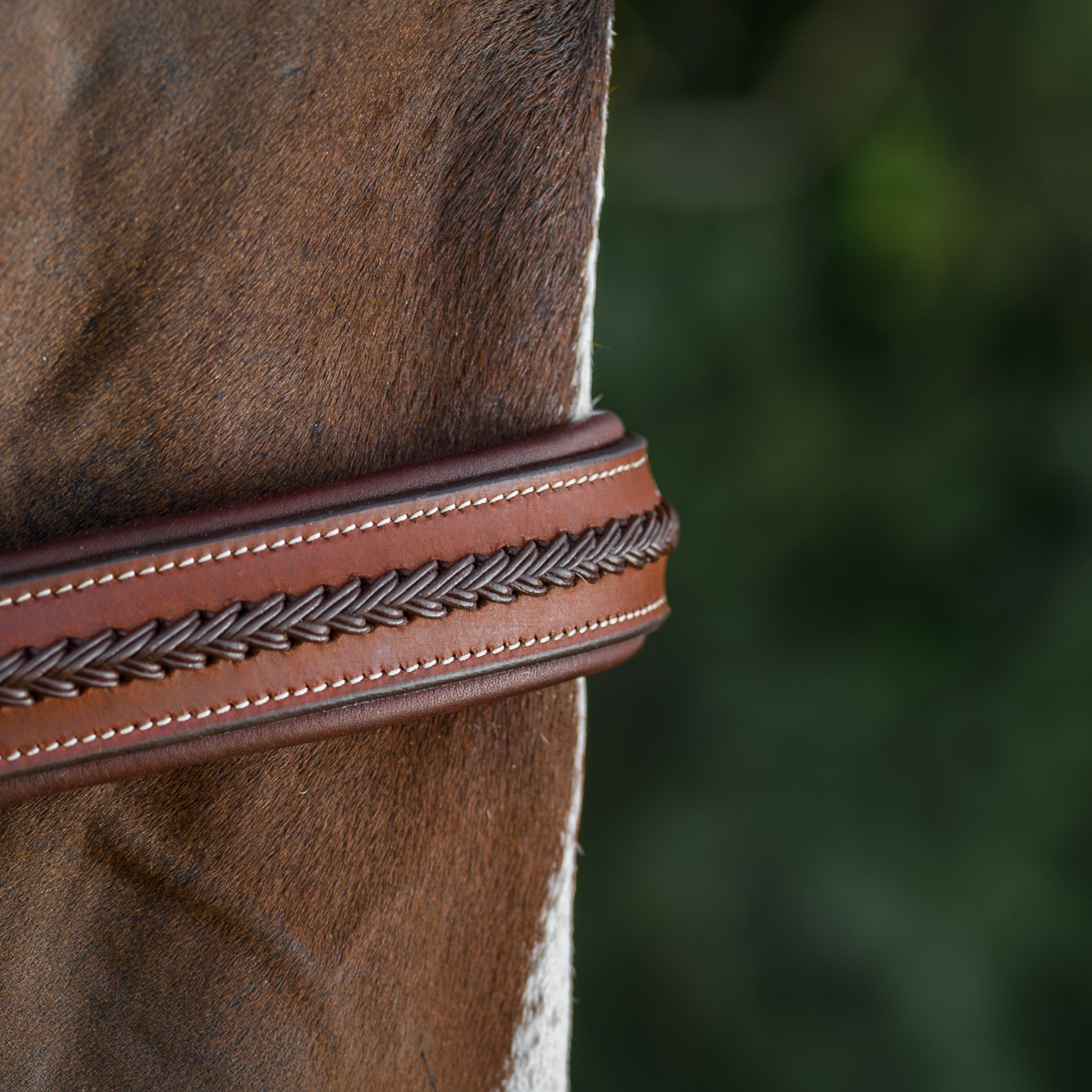 Close-up of a bay horse's nose wearing a brown braided training bridle against a blurred forest background. The photo focuses on the intricate braided noseband.