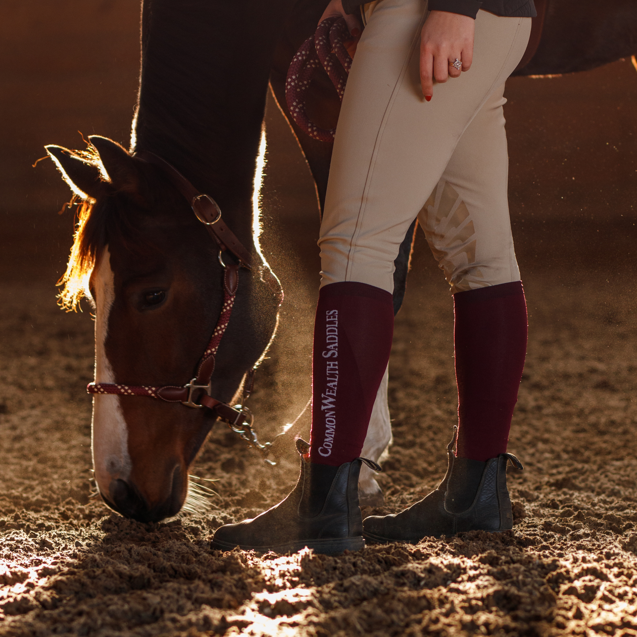 Close up photo of a bay horse wearing a burgundy and white rope halter, sniffing the ground next to a rider's legs in an indoor arena. The rider is wearing burgundy boot socks with "CommonWealth Saddles" logo.