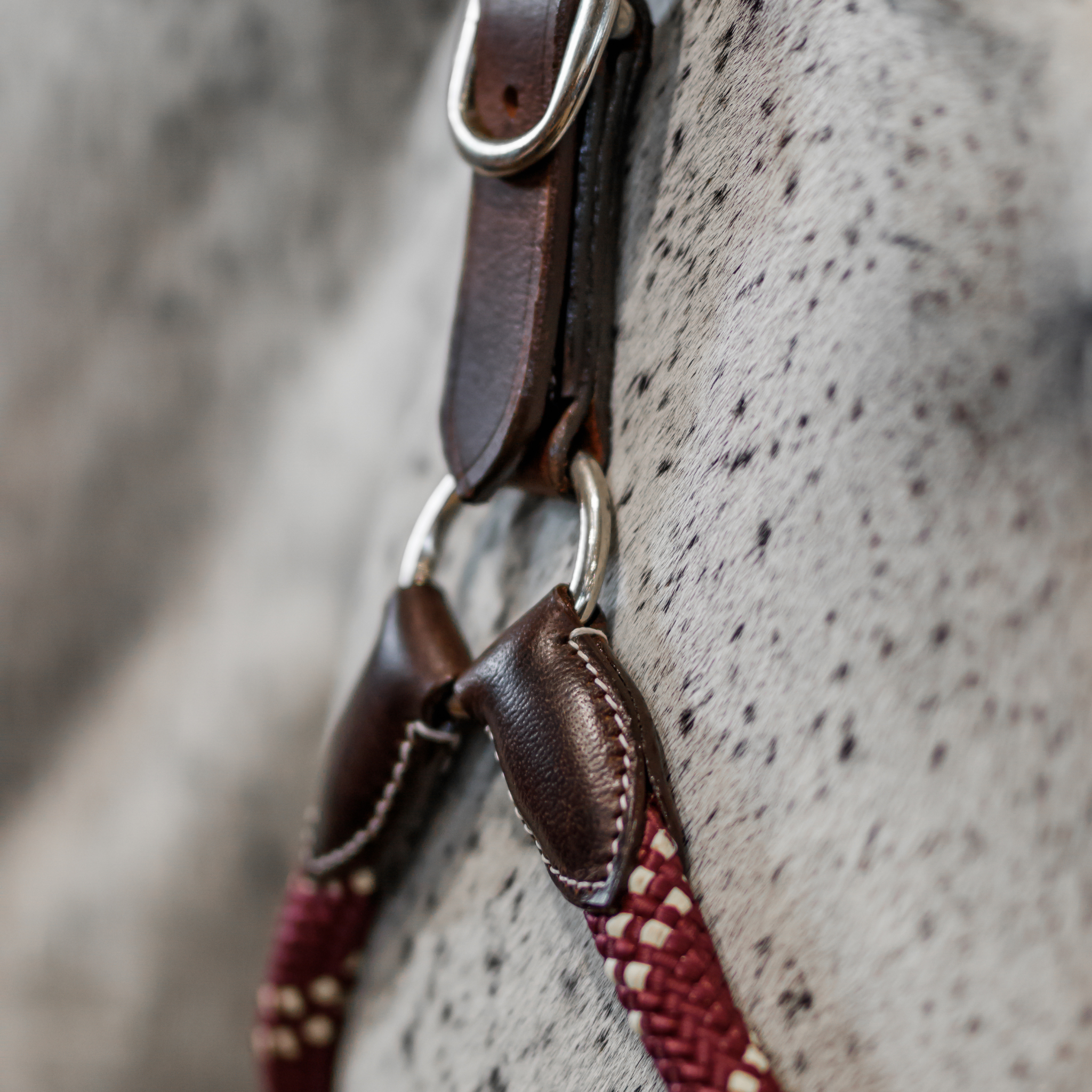 A close up of a grey horse wearing a leather and rope halter and lead set. The set has brown leather accents, chrome hardware, and burgundy and white cheekpieces, noseband, and lead rope. The photo focuses on the right side ring of the halter.