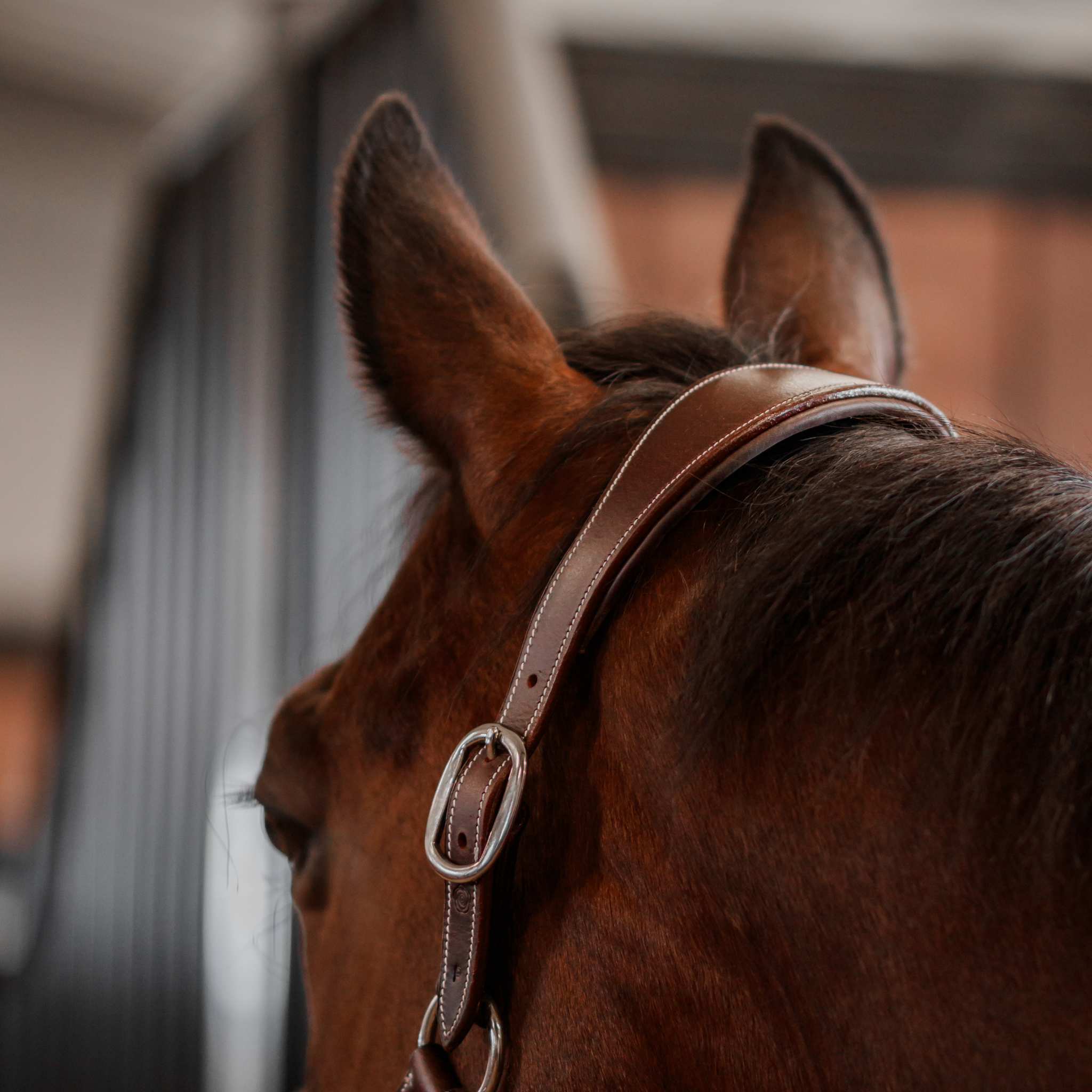 A bay horse wearing a brown leather halter with chrome hardware, looking out over a stall door with ears perked.