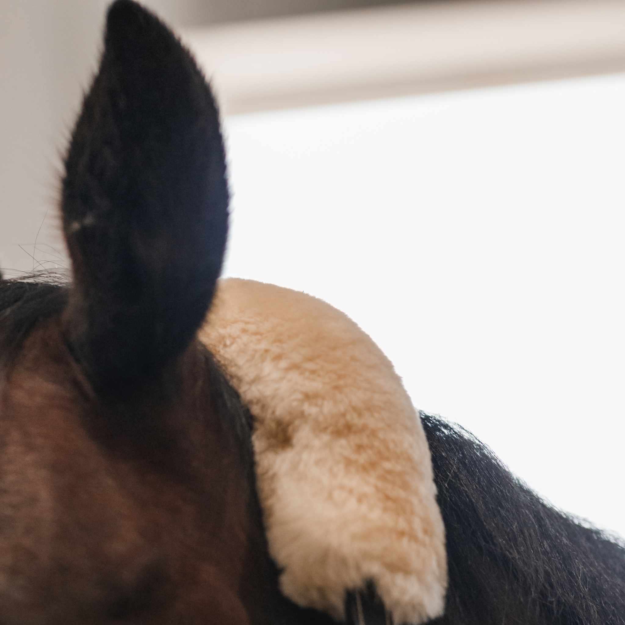 Close up photo of a sheepskin halter crownpiece on a bay horse.