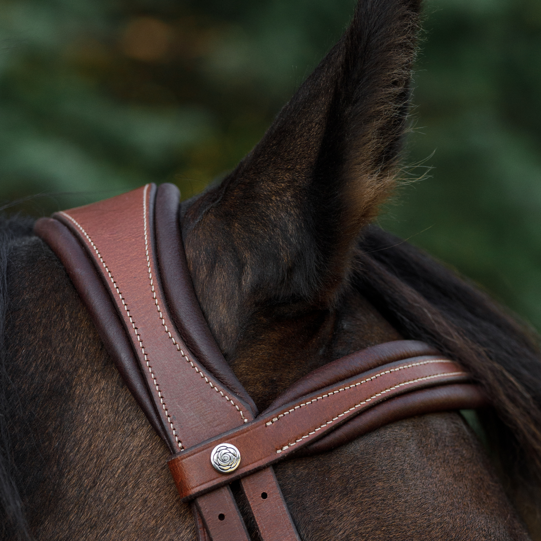 Close-up of a bay horse wearing a brown soft bridle with a blurred forest background. Photo focuses on the heavy padding under the crownpiece and browband, as well as the metal peony logo pin on the side of the browband.