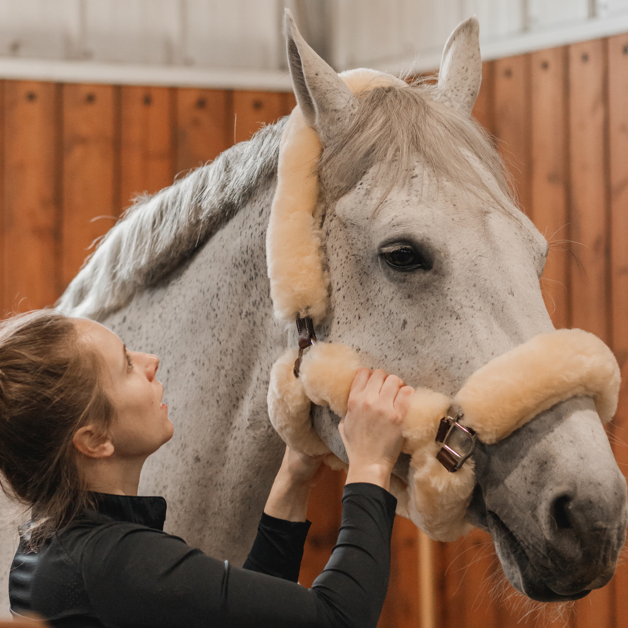 A person is fitting a sheepskin and leather halter ona grey horse.
