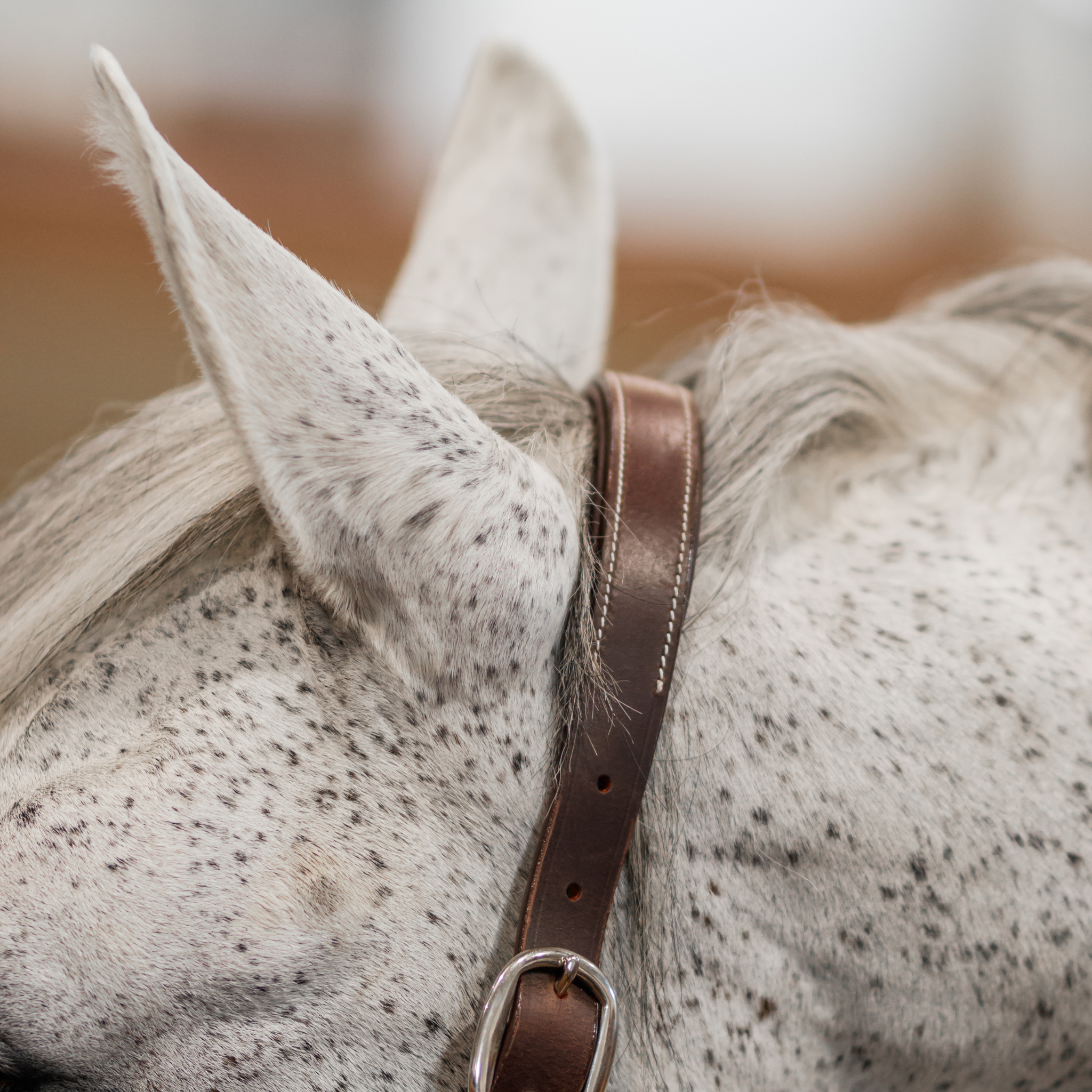 A close up of the brown leather halter crownpiece on a grey horse's head.