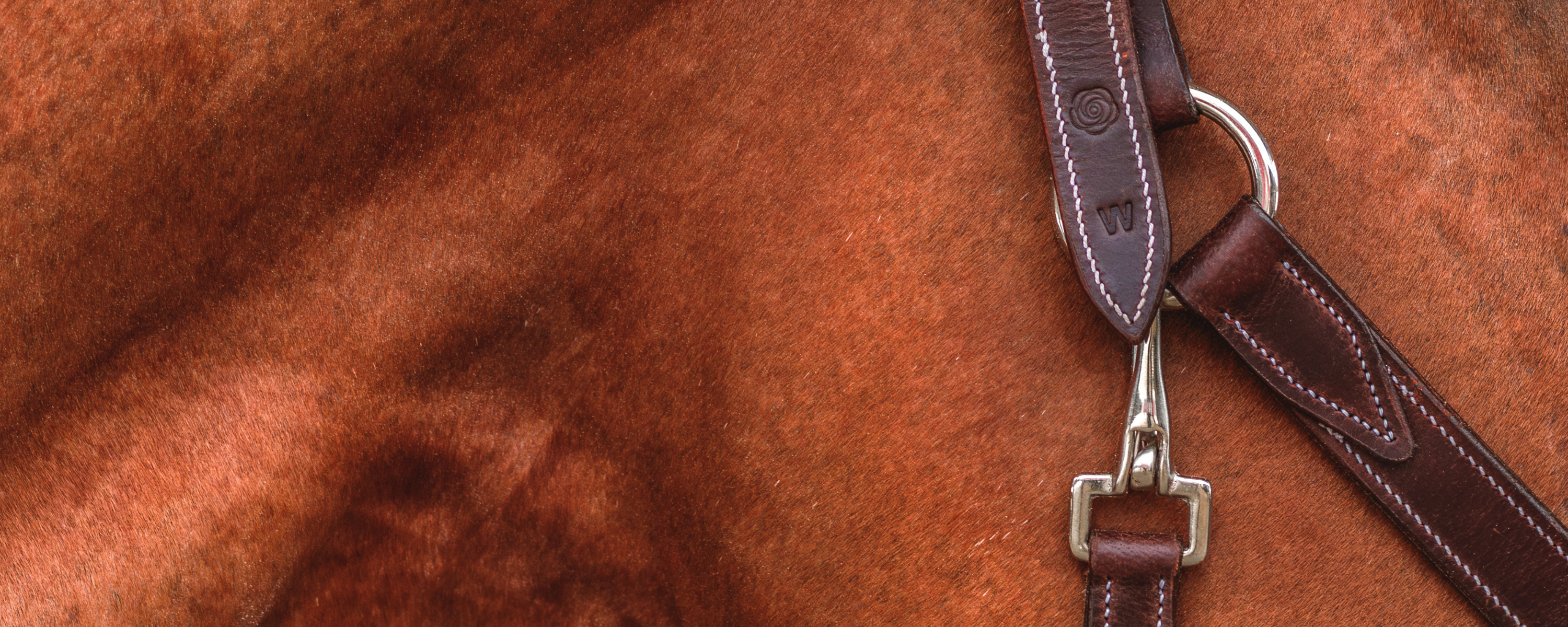 Close-up side profile of a brown leather halter on a chestnut horse.