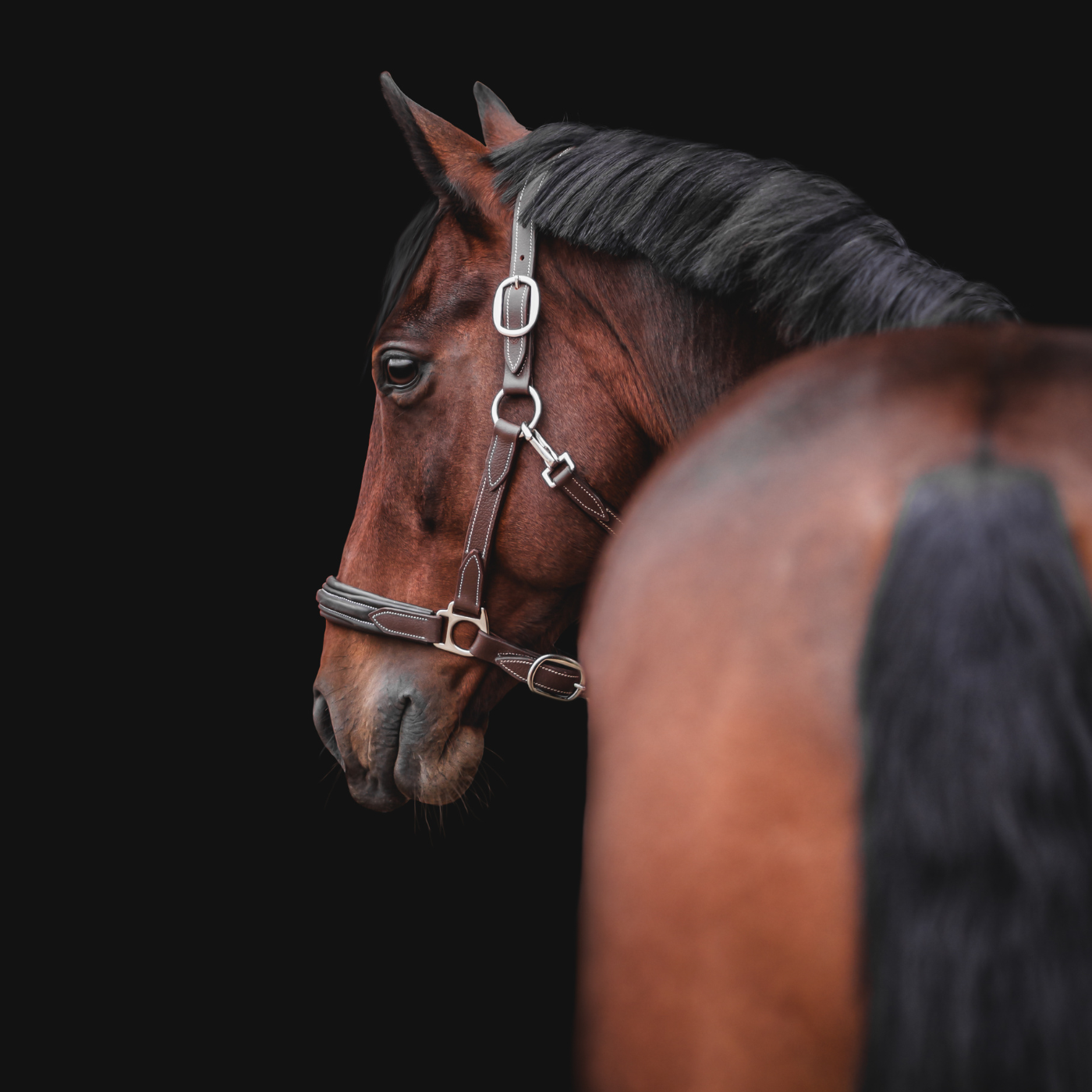 Bay horse wearing a brown Waterton halter on a black background