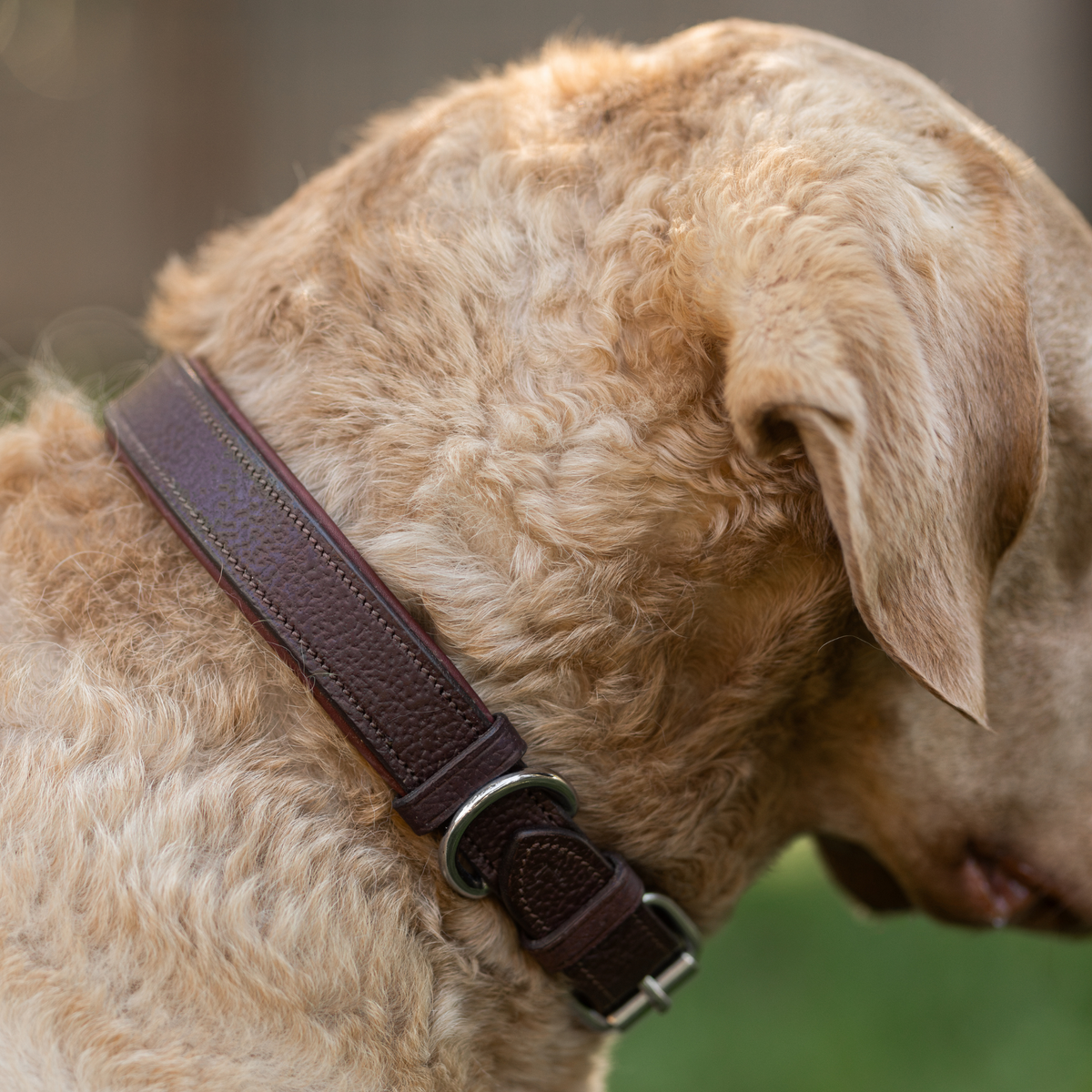 A close-up of a Chesapeake Bay Retriever wearing a dark brown leather collar with grainy texture and chrome hardware, set against a soft, blurred outdoor background.