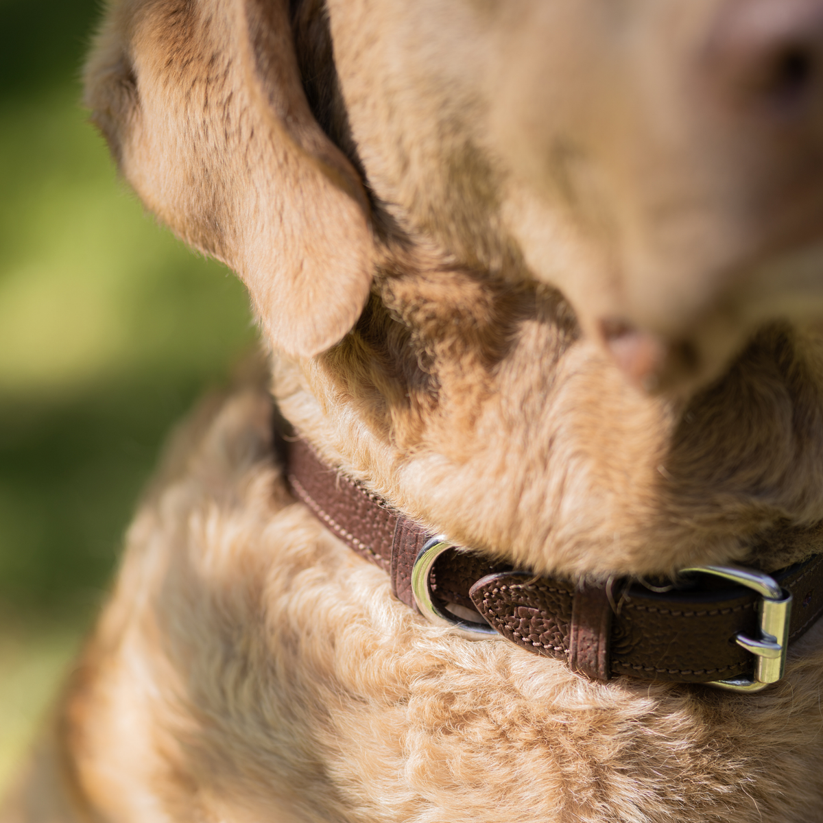 A close-up of a Chesapeake Bay Retriever wearing a dark brown leather collar with grainy texture and chrome hardware, set against a soft, blurred outdoor background.