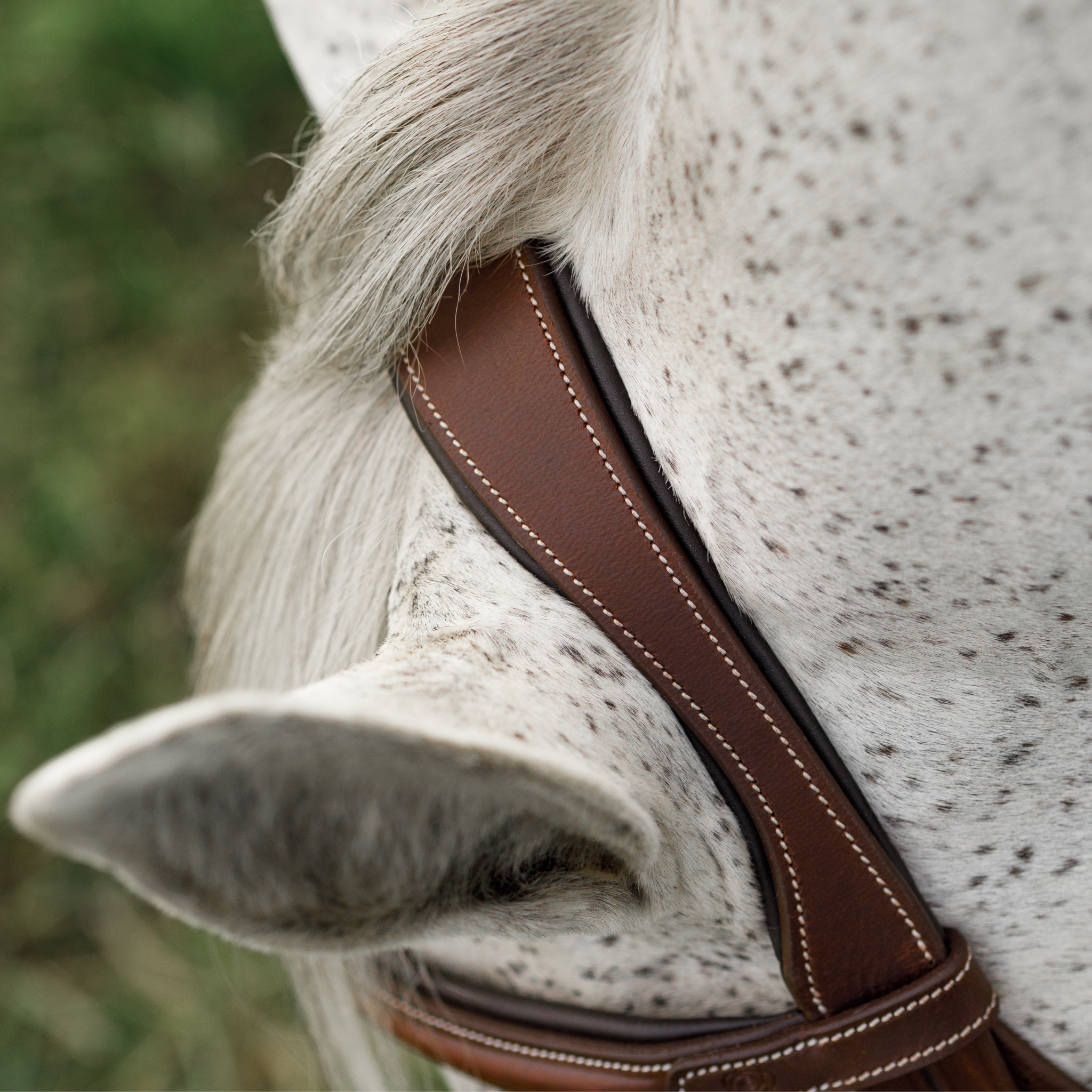 Close up photo of a brown hunter bridle with white contrast stitching. The photo frrames the crownpiece on the horse's ear, showing how it is cut to contour around the ears comfortably.