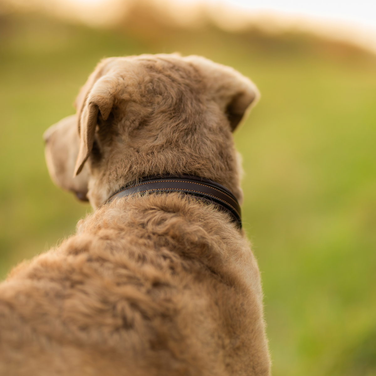 PREORDER: Soft Leather Dog Collar