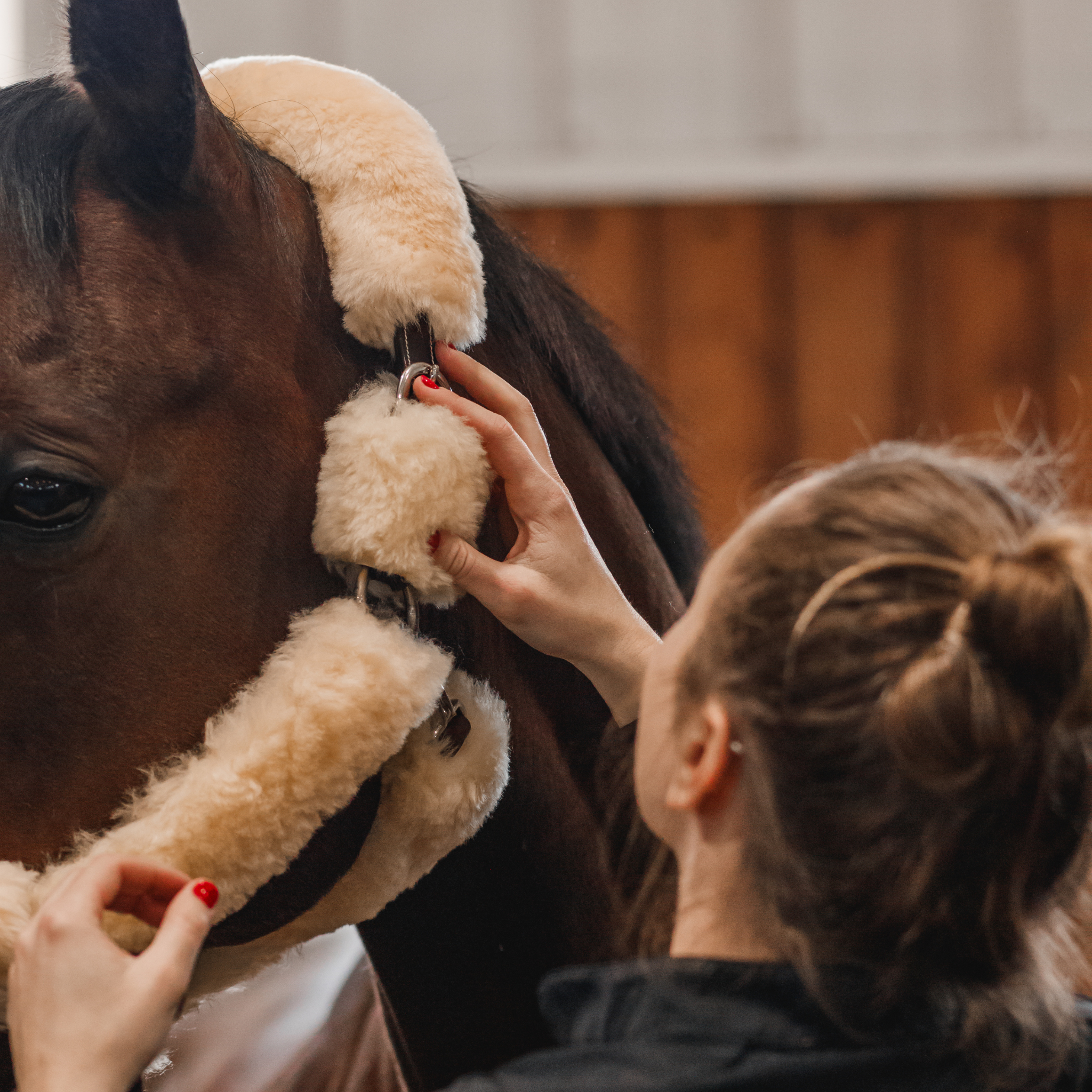 A person is fitting a sheepskin and leather halter on a bay horse.