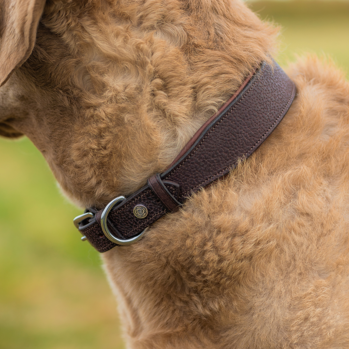 PREORDER: Wide Grain Leather Dog Collar