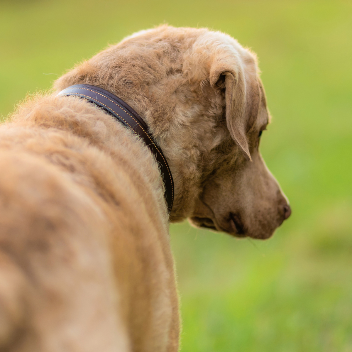 PREORDER: Soft Leather Dog Collar