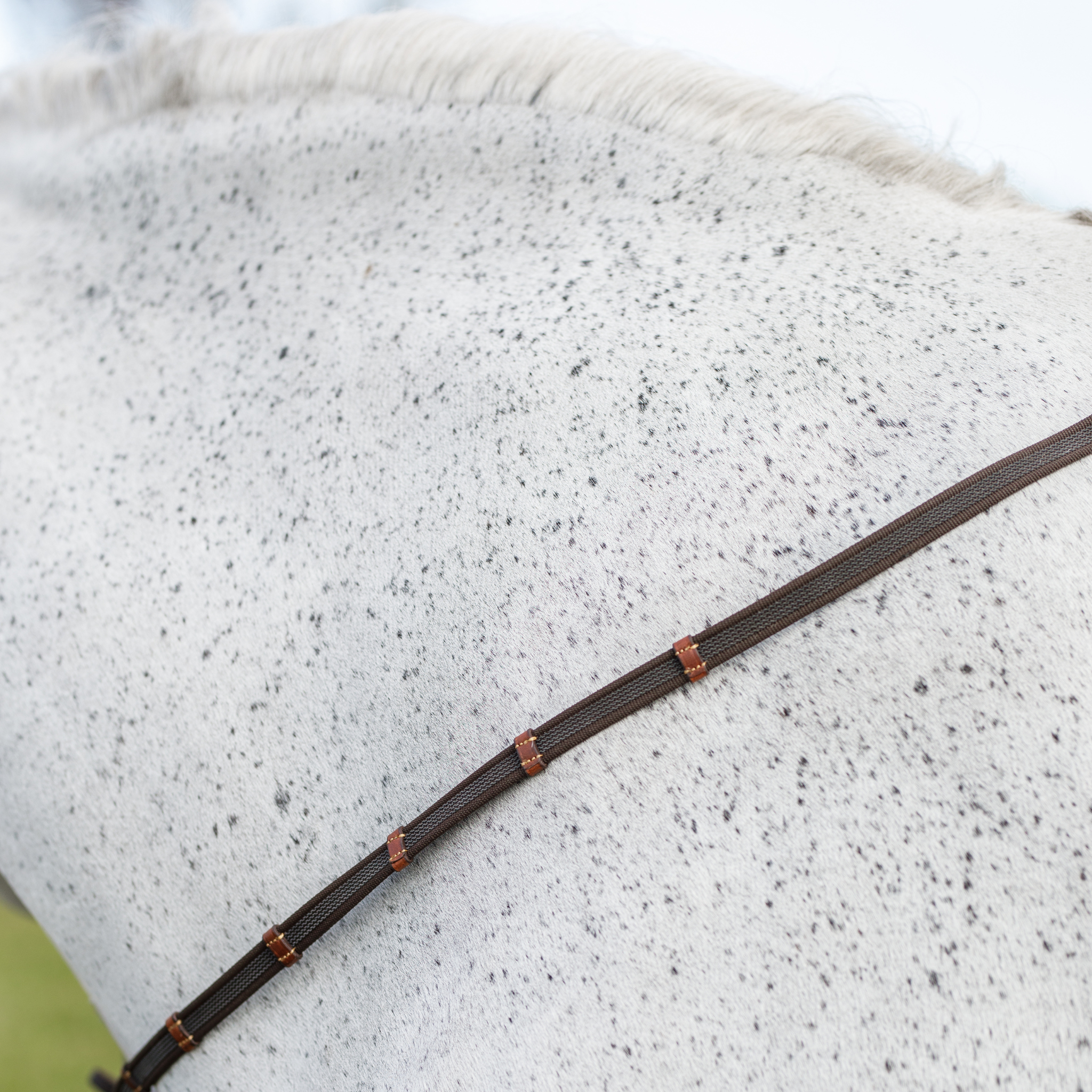 Close-up of a grey horse's neck with brown webbed reins draped over.