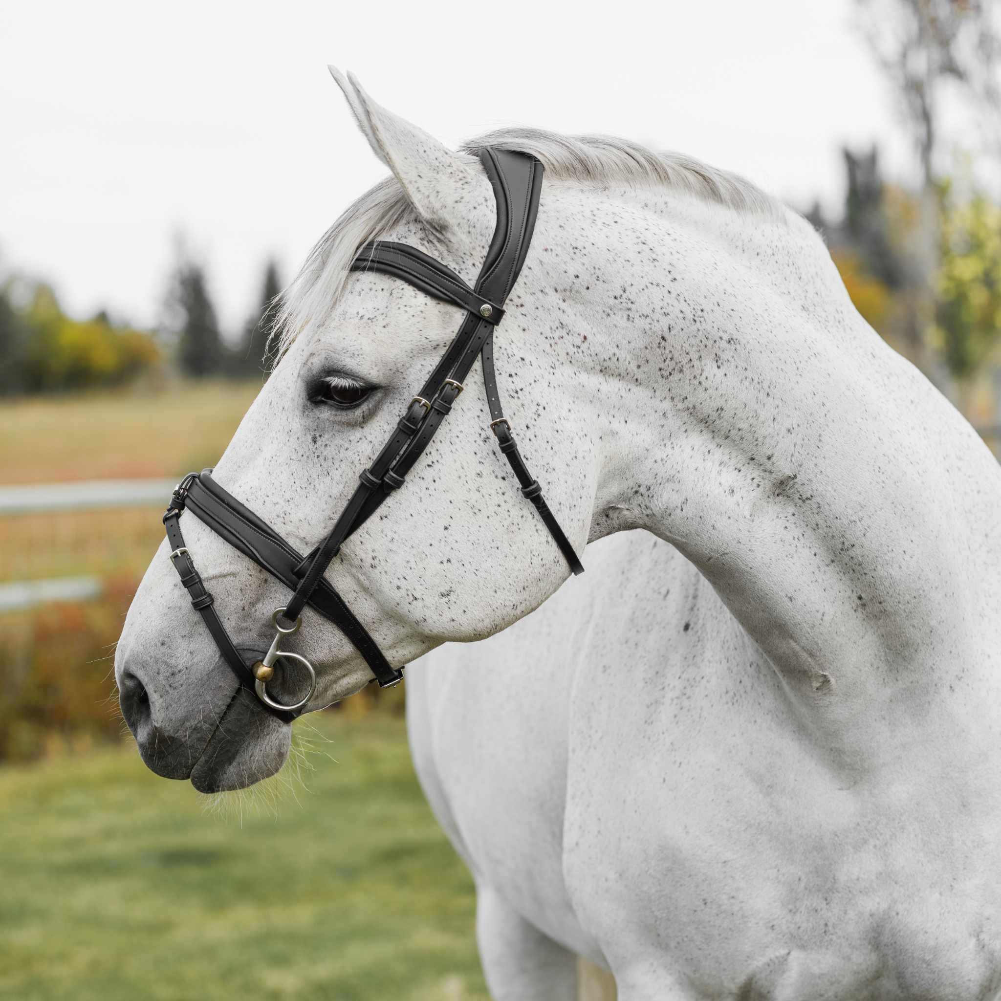Grey horse wearing a black, heavily padded soft bridle in a field.