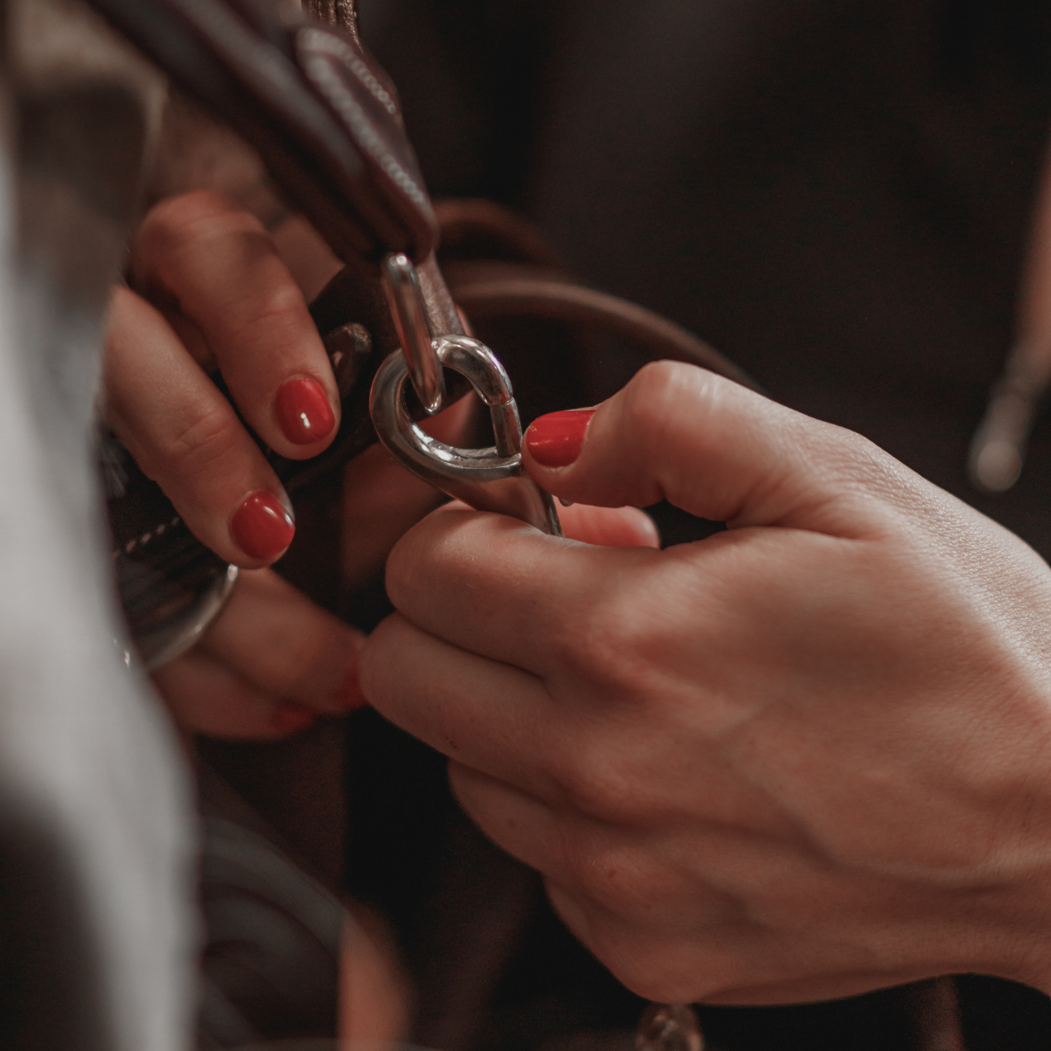 A close-up of a hand holding a leather grooming lead with chrome swivel snap hooks and fastening it to a halter.