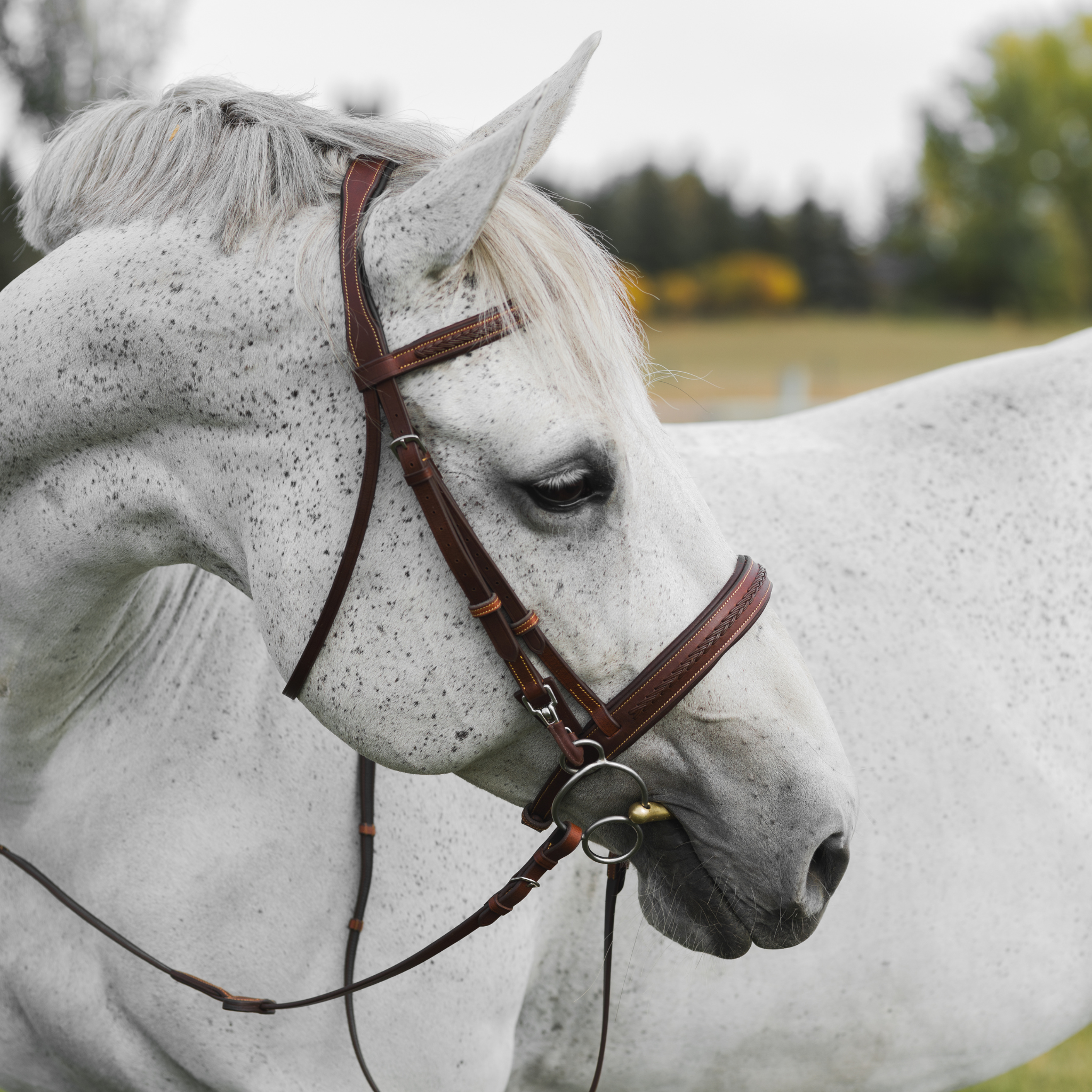 Close-up of a grey horse with perked ears wearing a brown braided training bridle against a blurred field background.