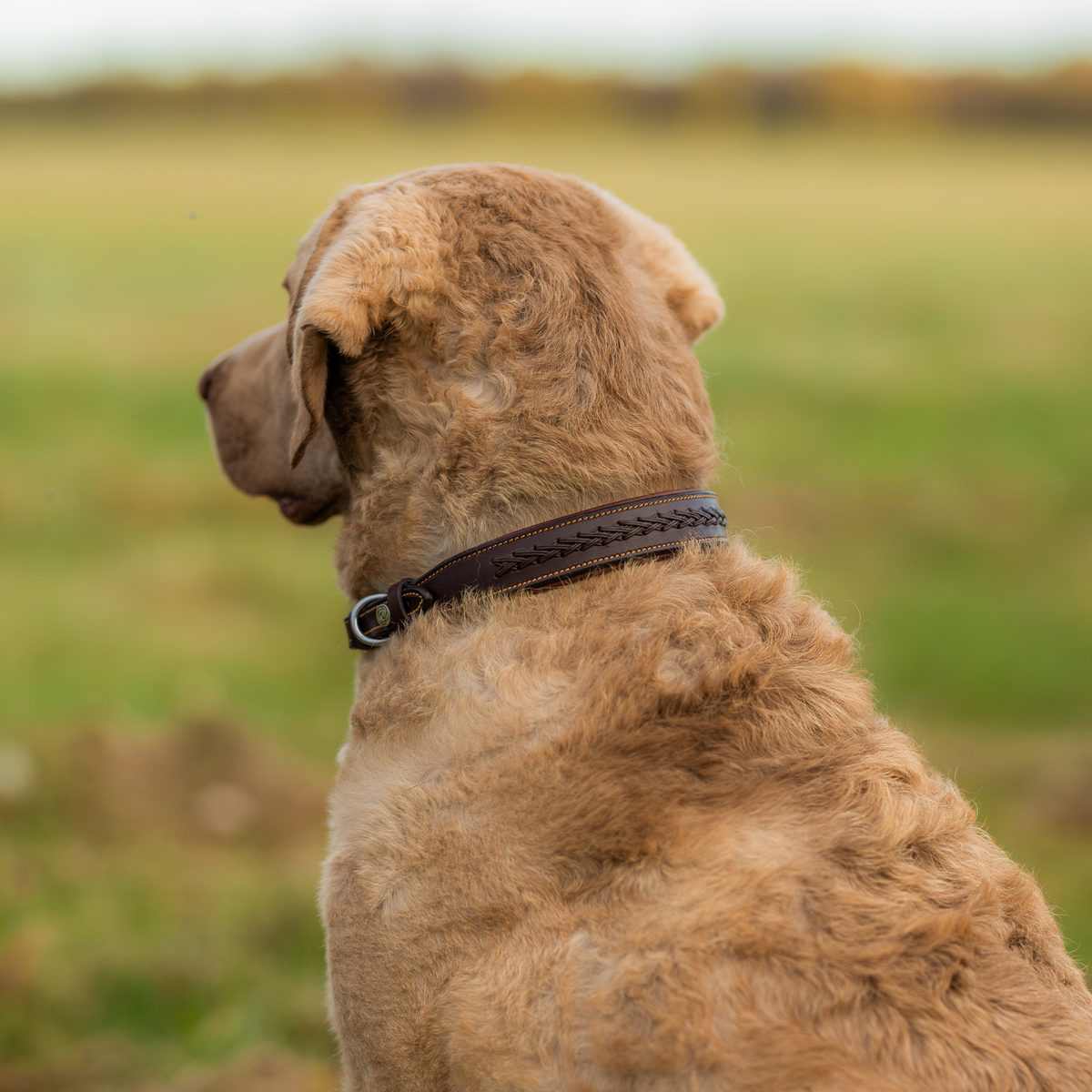 PREORDER: Braided Leather Dog Collar