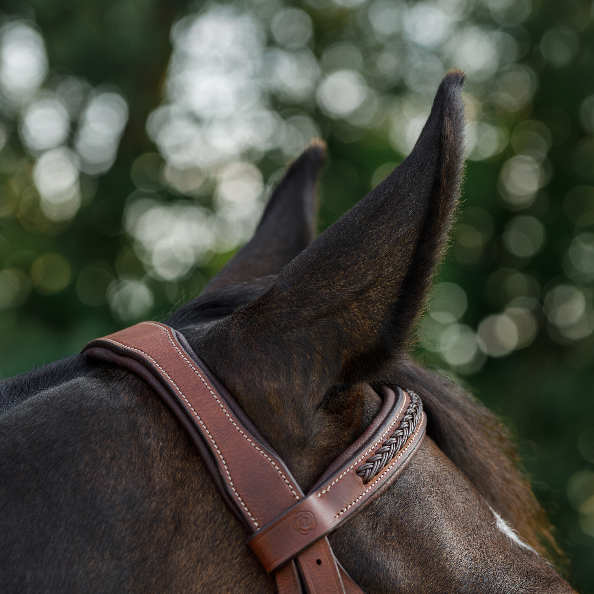 Braided Training Bridle