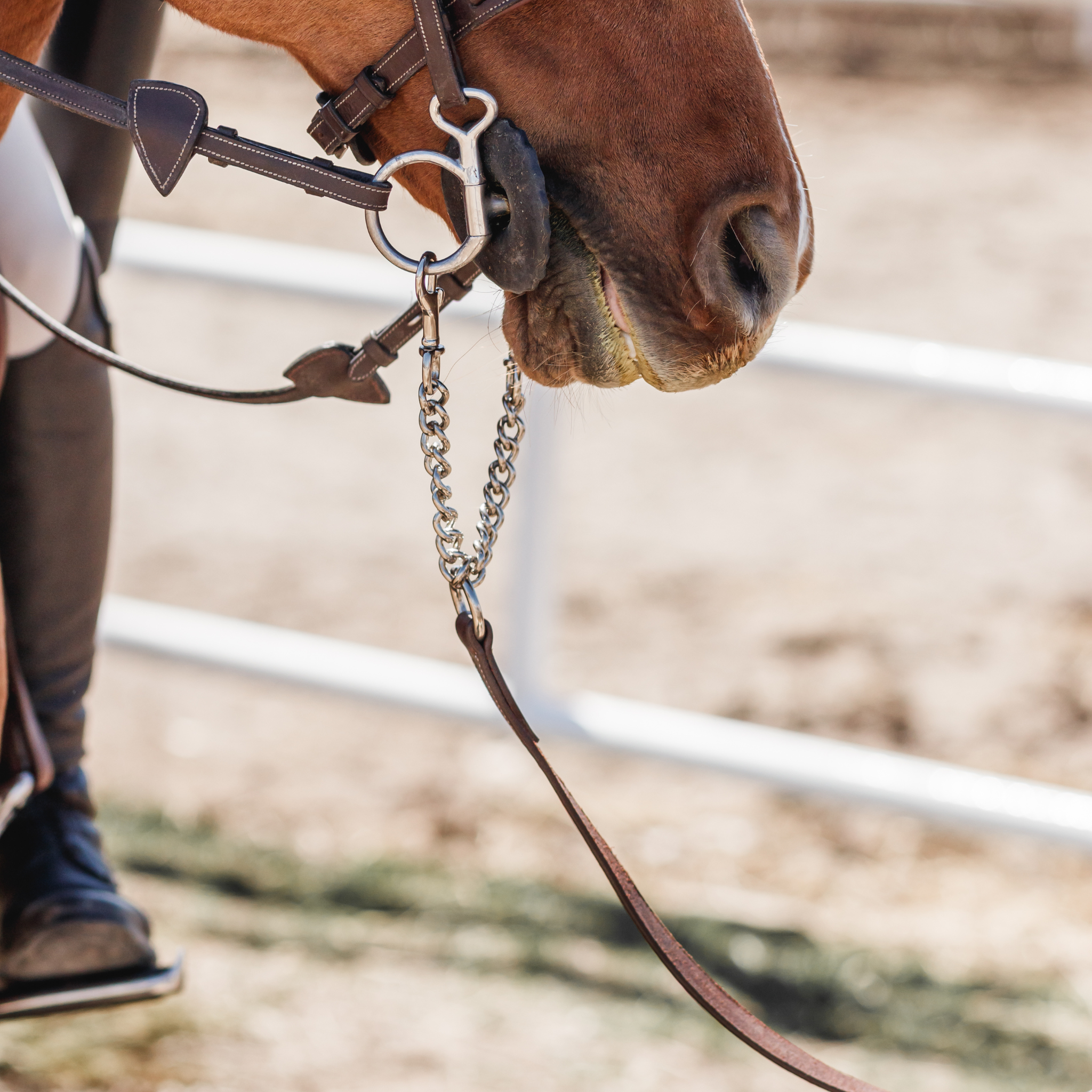 A close-up of a leather grooming lead with chrome swivel snap hooks clipped to a chestnut horse's bit at a horse show.