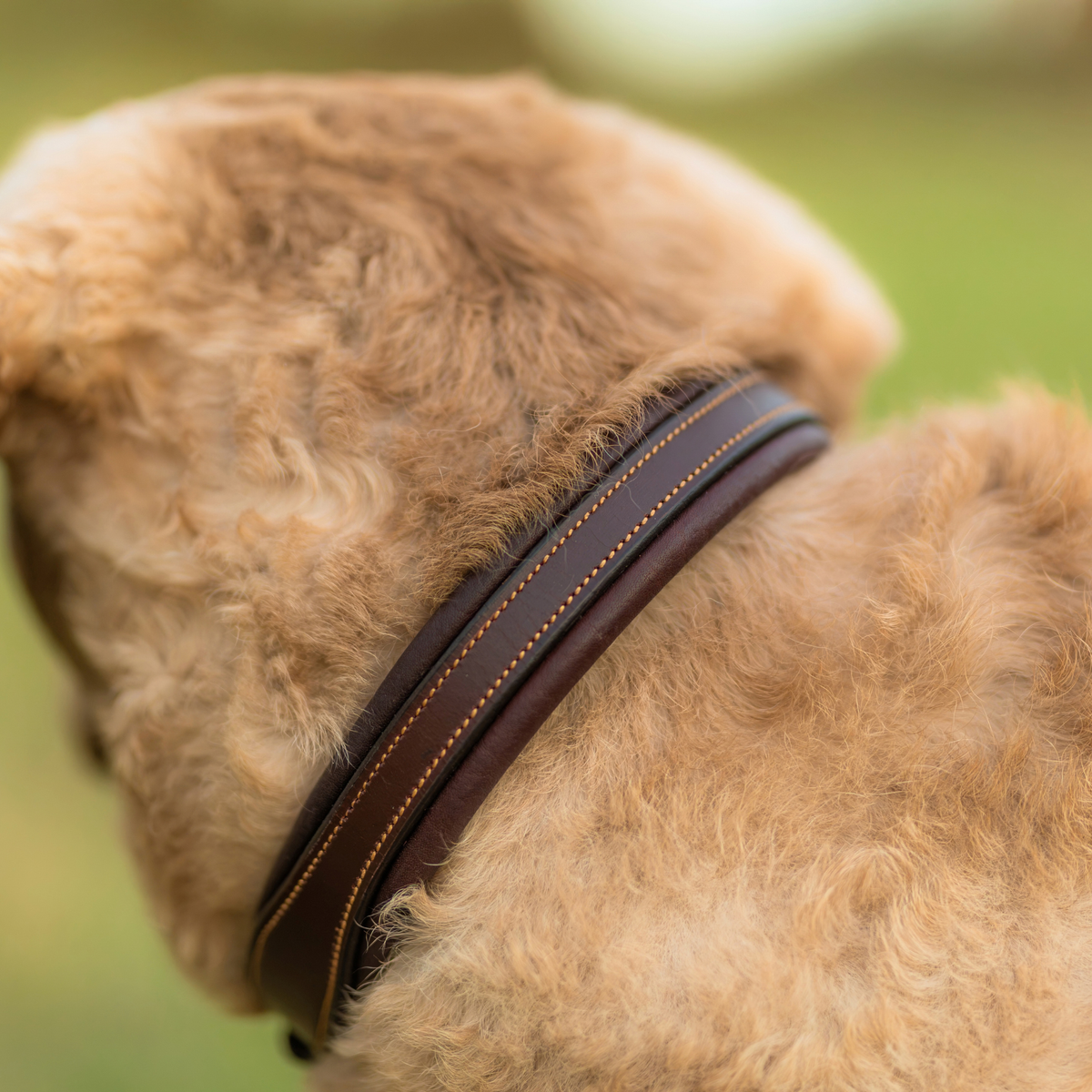 PREORDER: Soft Leather Dog Collar