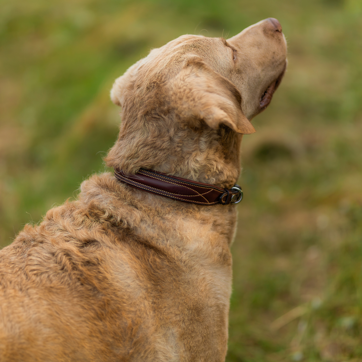 PREORDER: Fancy Stitch Dog Collar