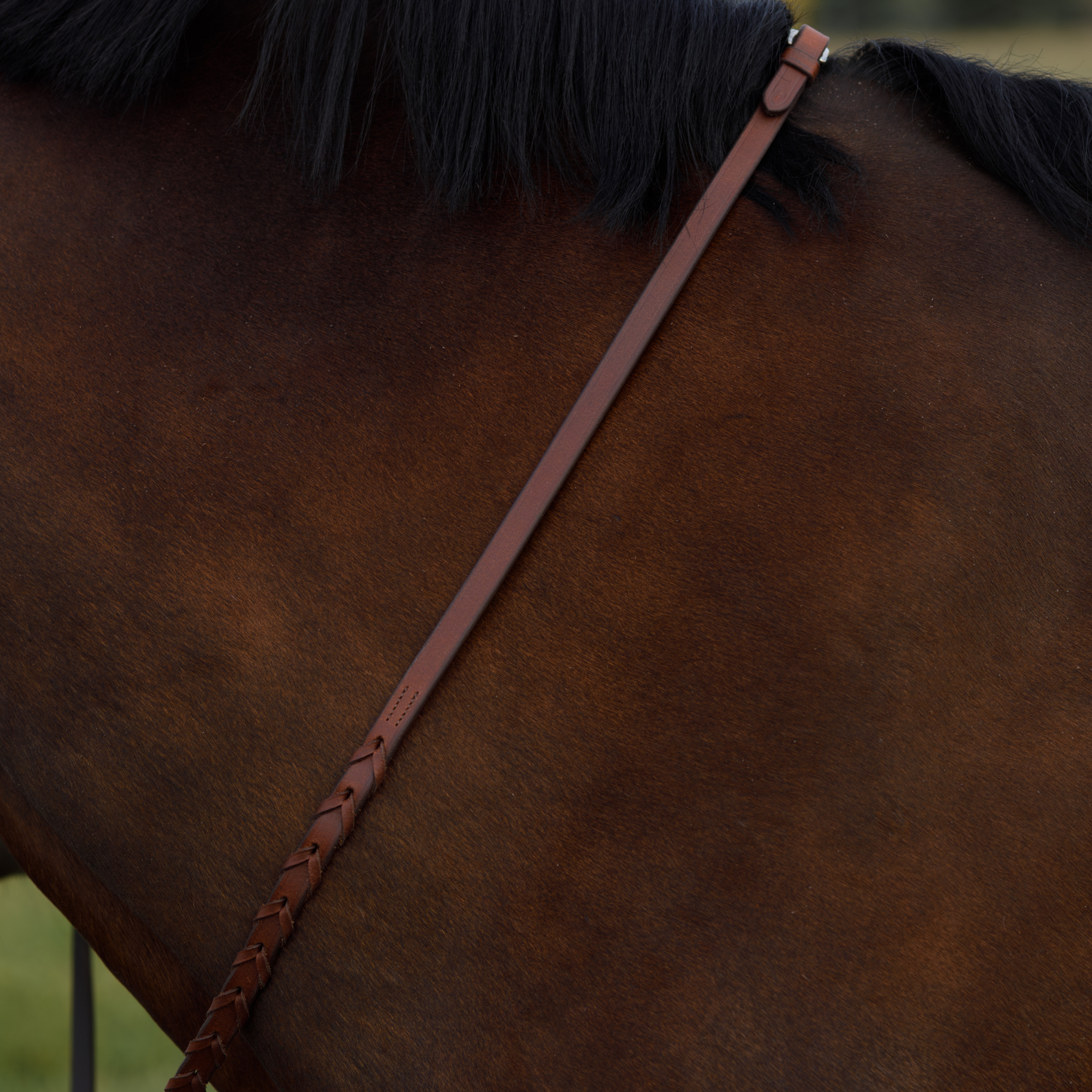 Close-up of a pair of brown laced reins against a bay horse's neck.