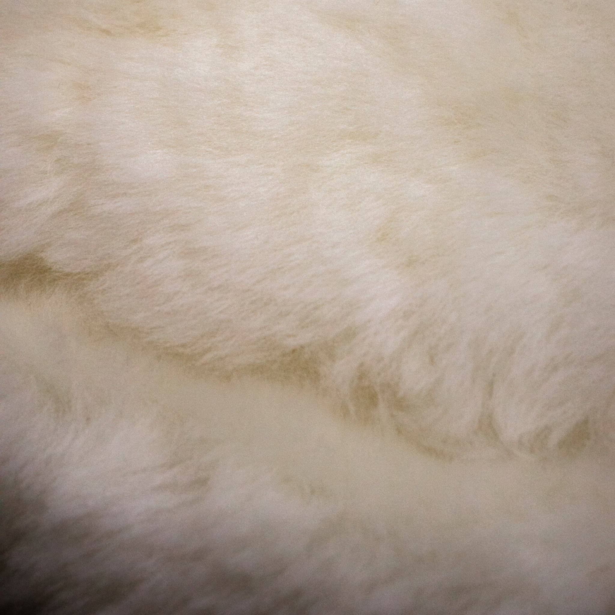 Close up of white sheepskin lining