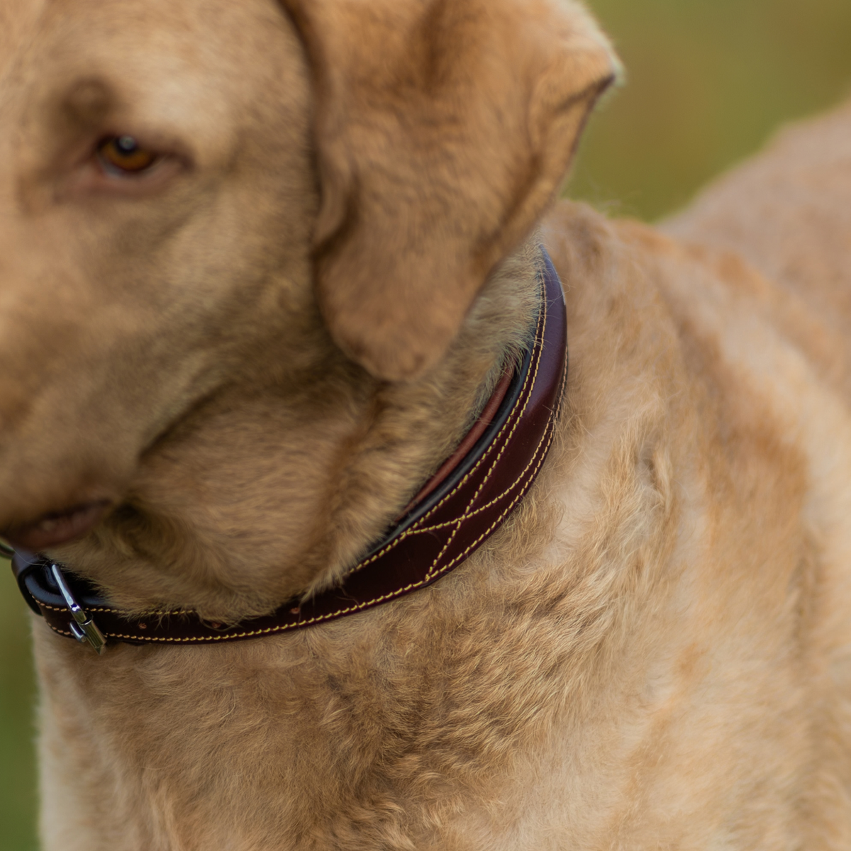 PREORDER: Fancy Stitch Dog Collar