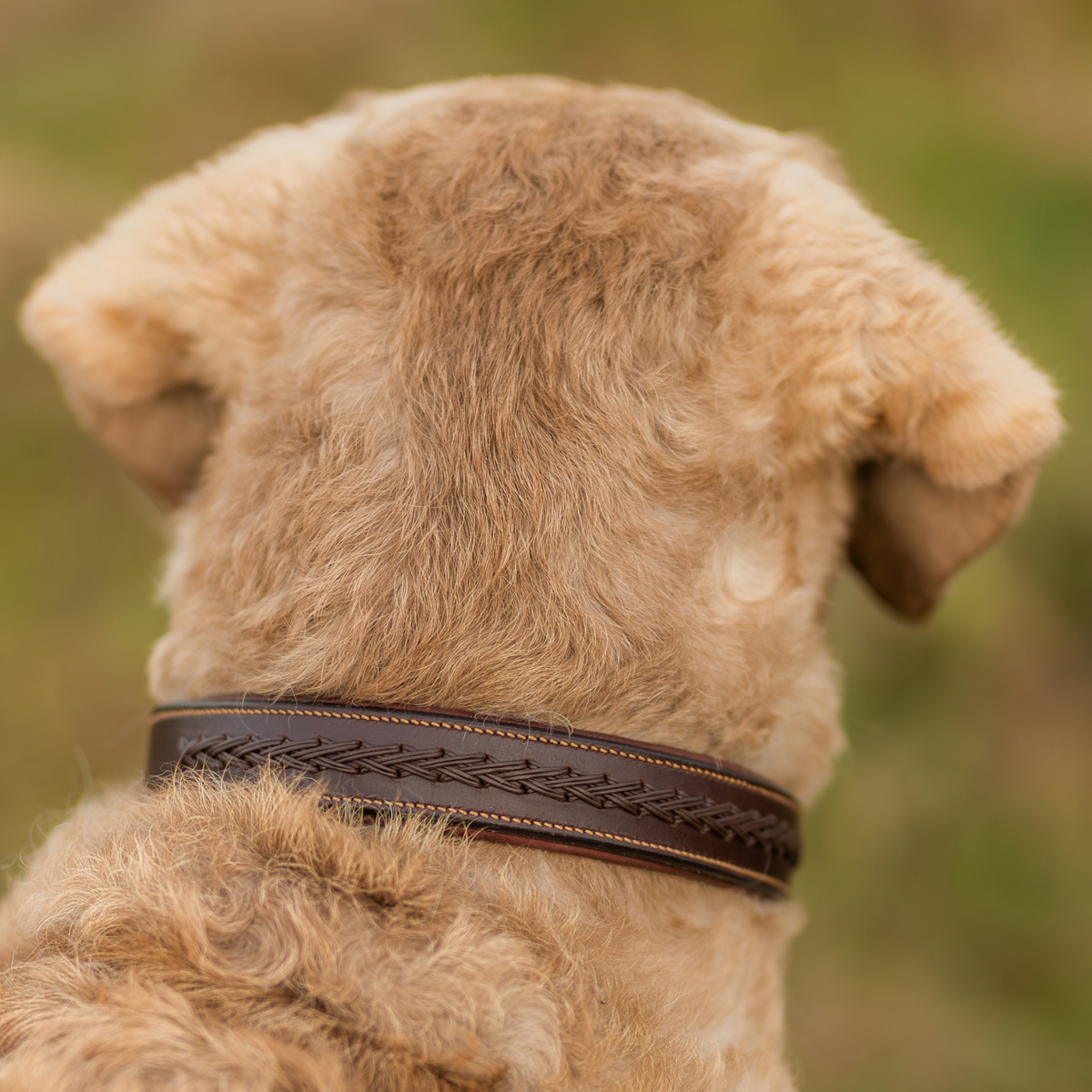 PREORDER: Braided Leather Dog Collar