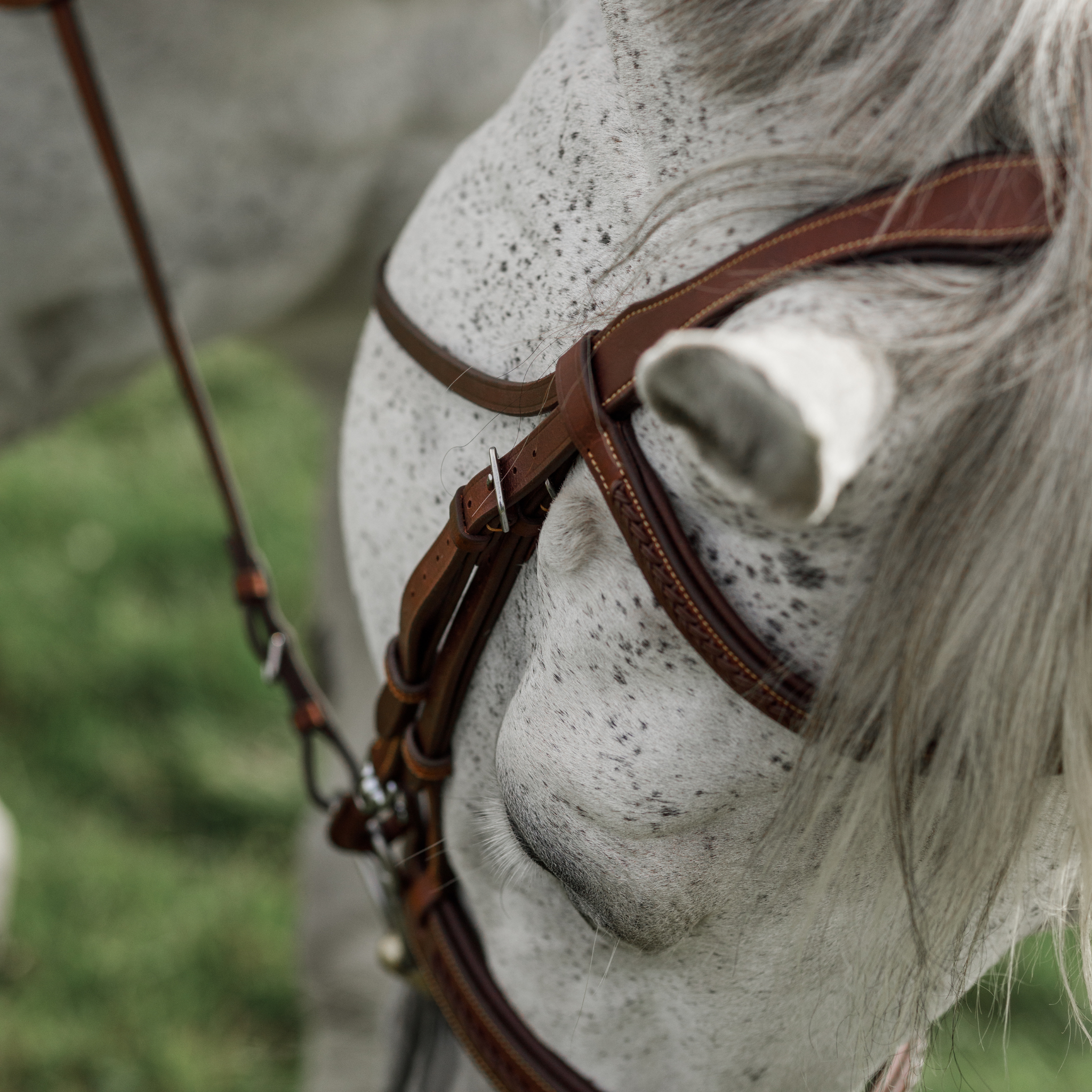 Close-up of a grey horse wearing a brown braided bridle against a blurred green background.