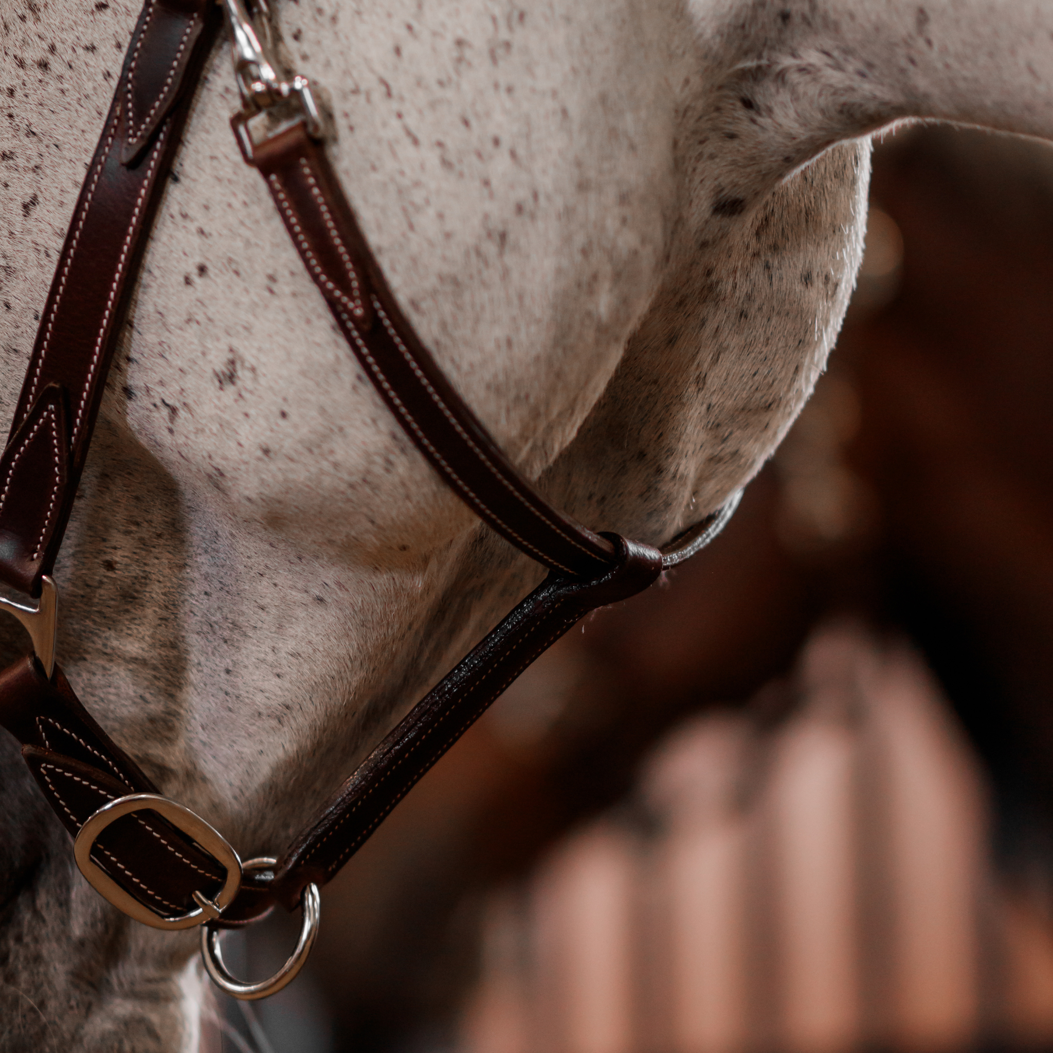 A white horse wearing a brown leather halter with chrome hardware. The photo focuses on the underside of the horse's jaw, showing the chin strap and throatlatch details.