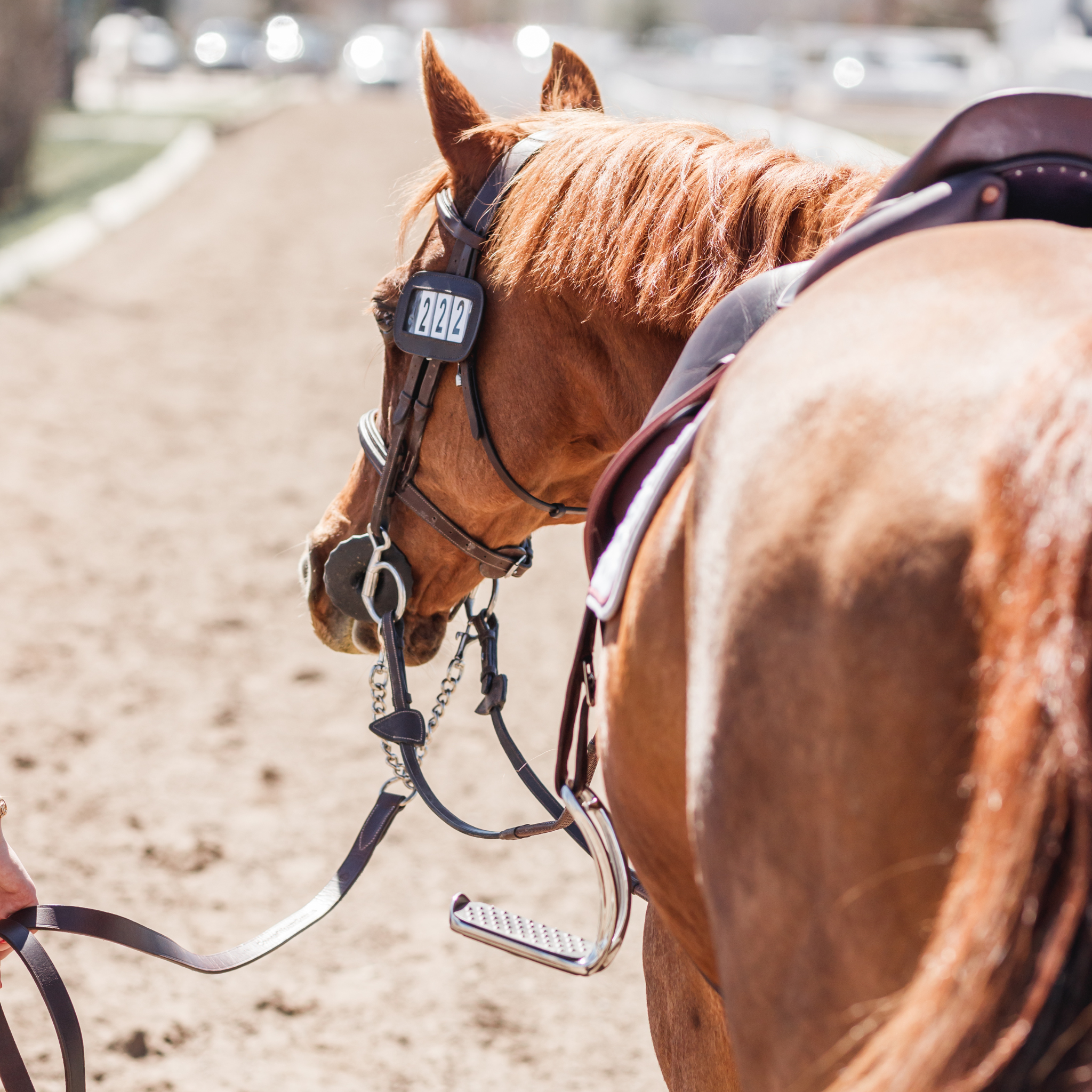 A close-up of a leather grooming lead with chrome swivel snap hooks clipped to a chestnut horse's bit at a horse show.