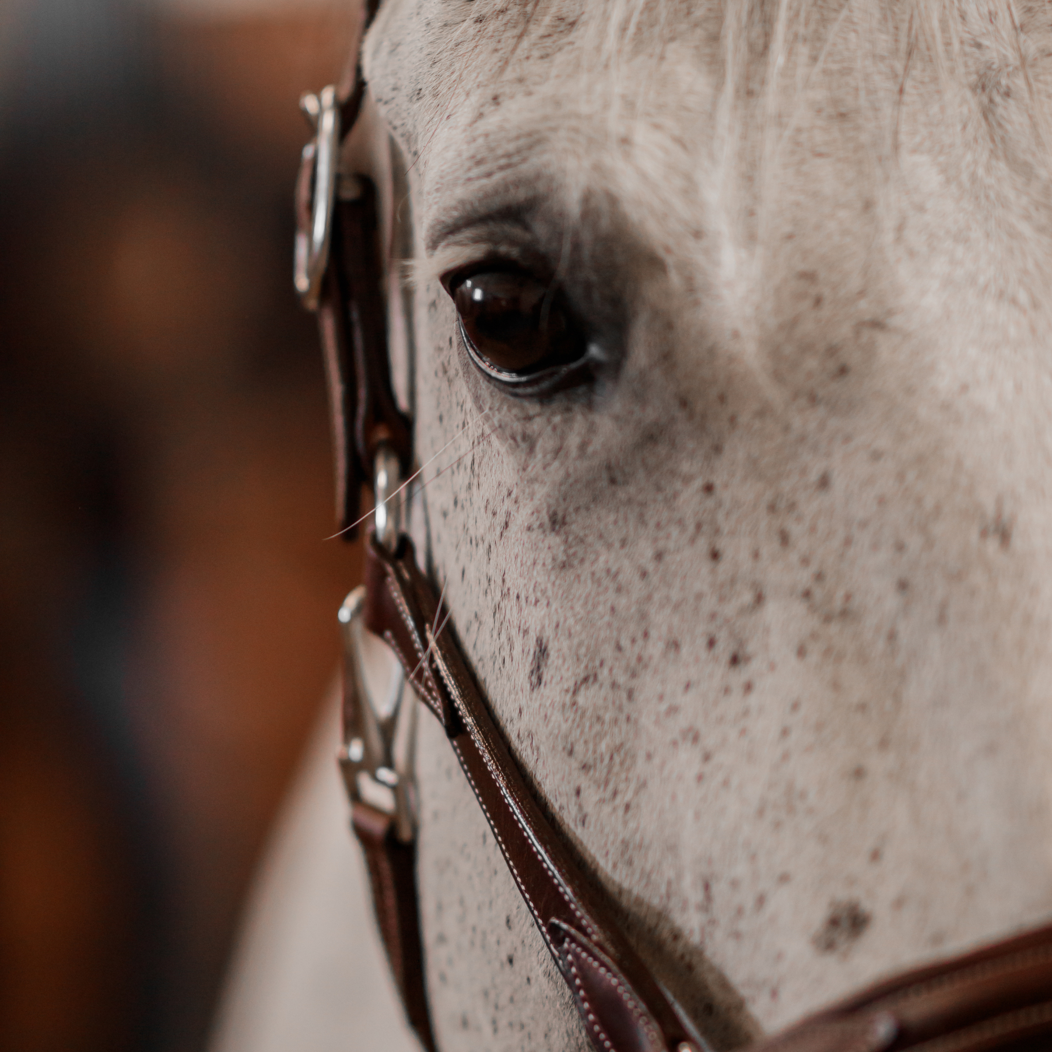 Close up photo of a white horse wearing a brown leather halter with chrome hardware.