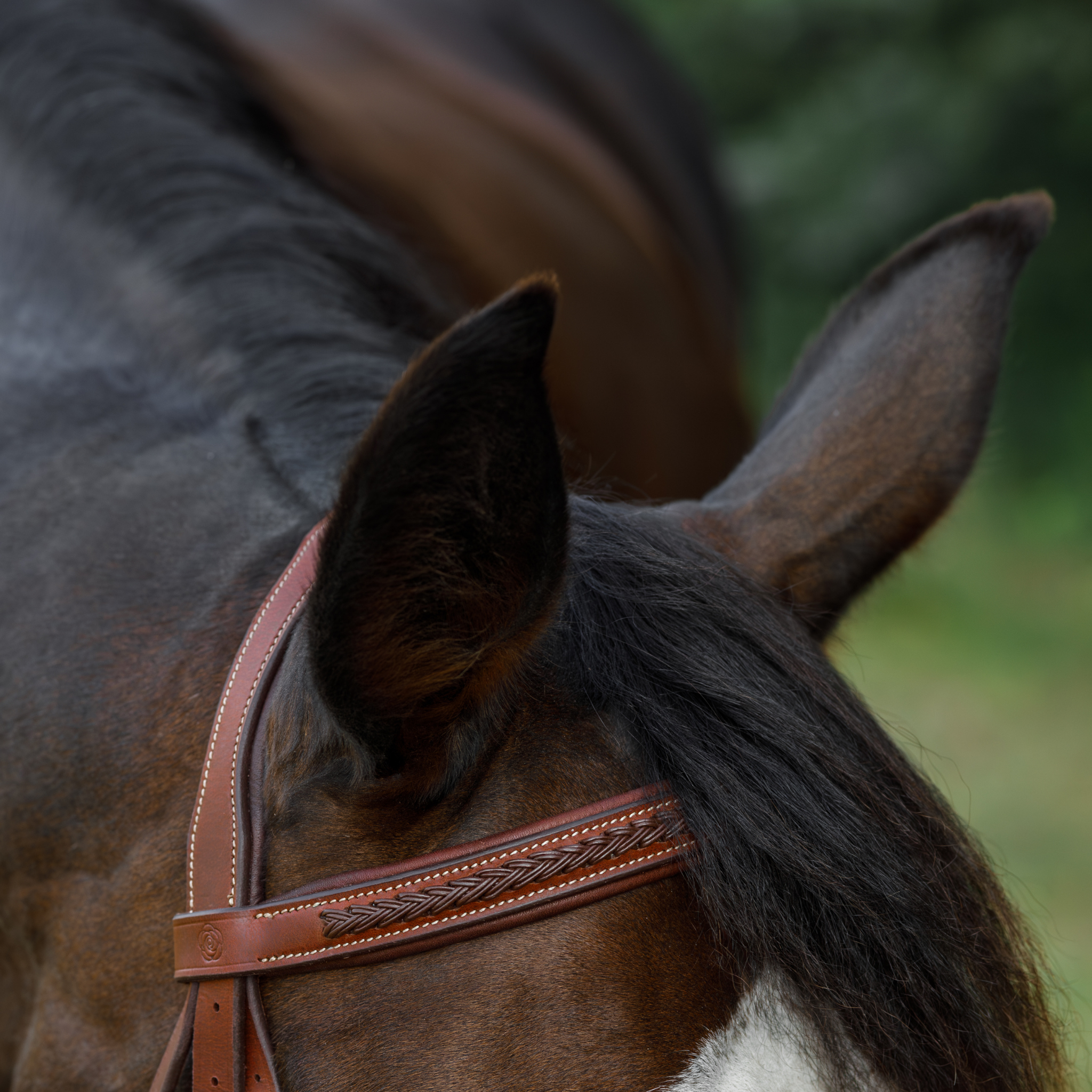 Close-up of a bay horse with perked ears wearing a brown braided training bridle against a blurred forest background. The photo focuses on the intricate braided browband.