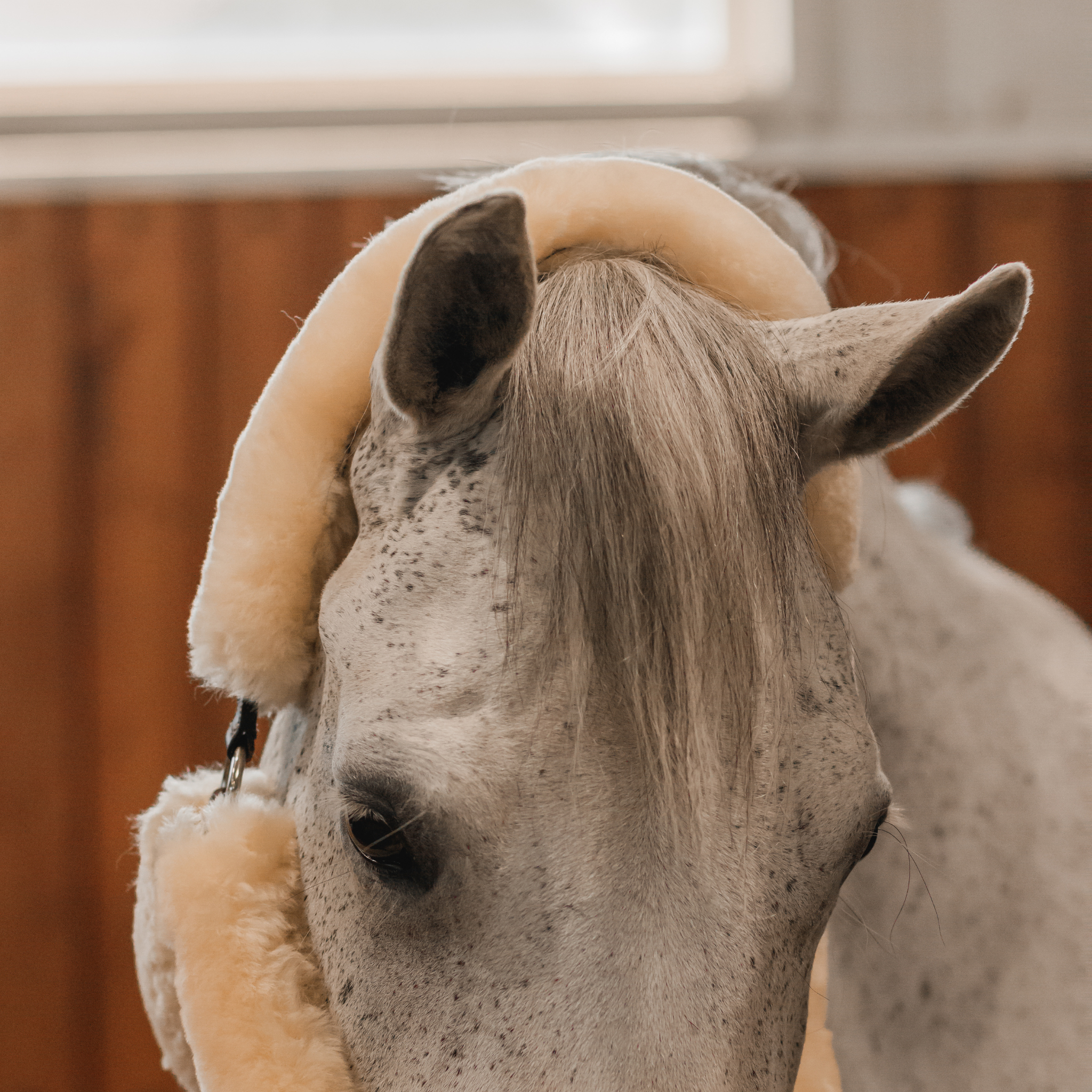 Photo of a sheepskin and leather halter on a grey horse with ears perked forward. 
