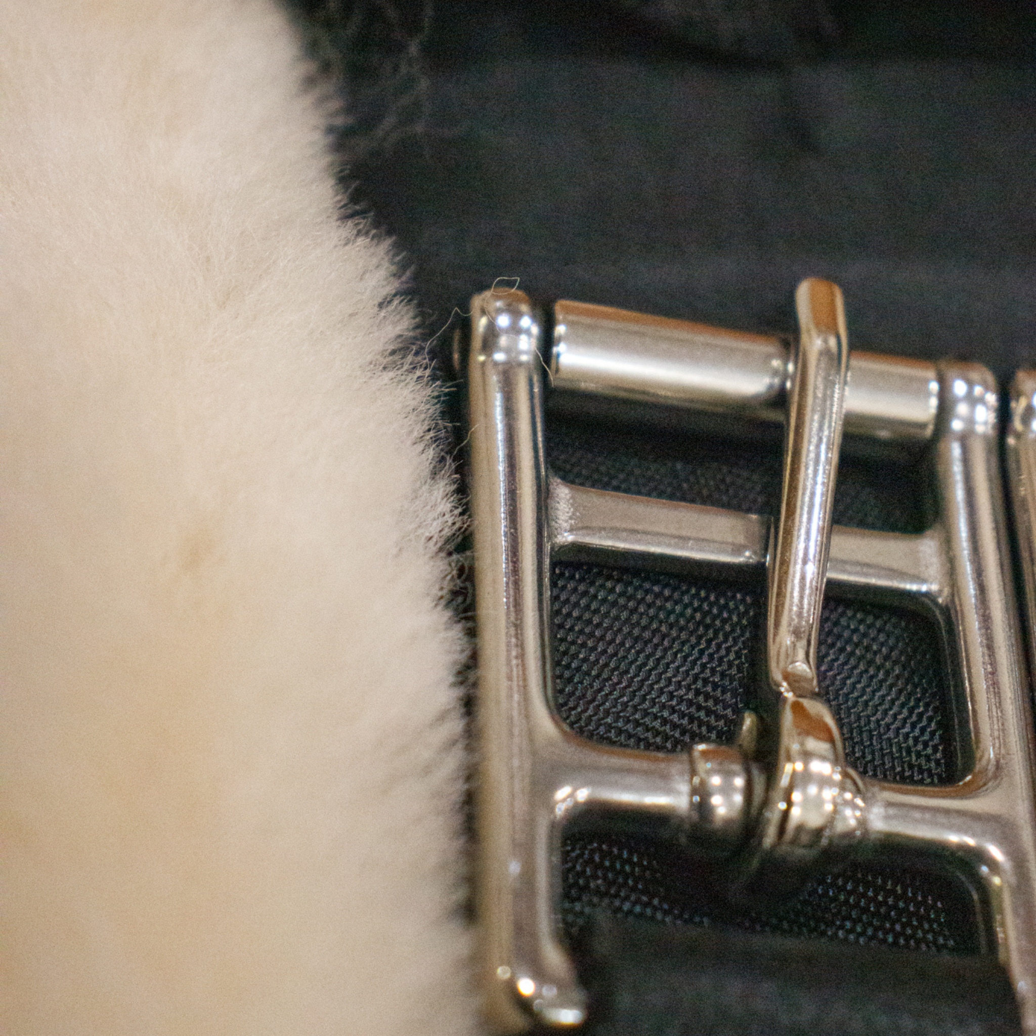 A close up photo of a chrome buckle on a black Leveza short girth with natural sheepskin lining.