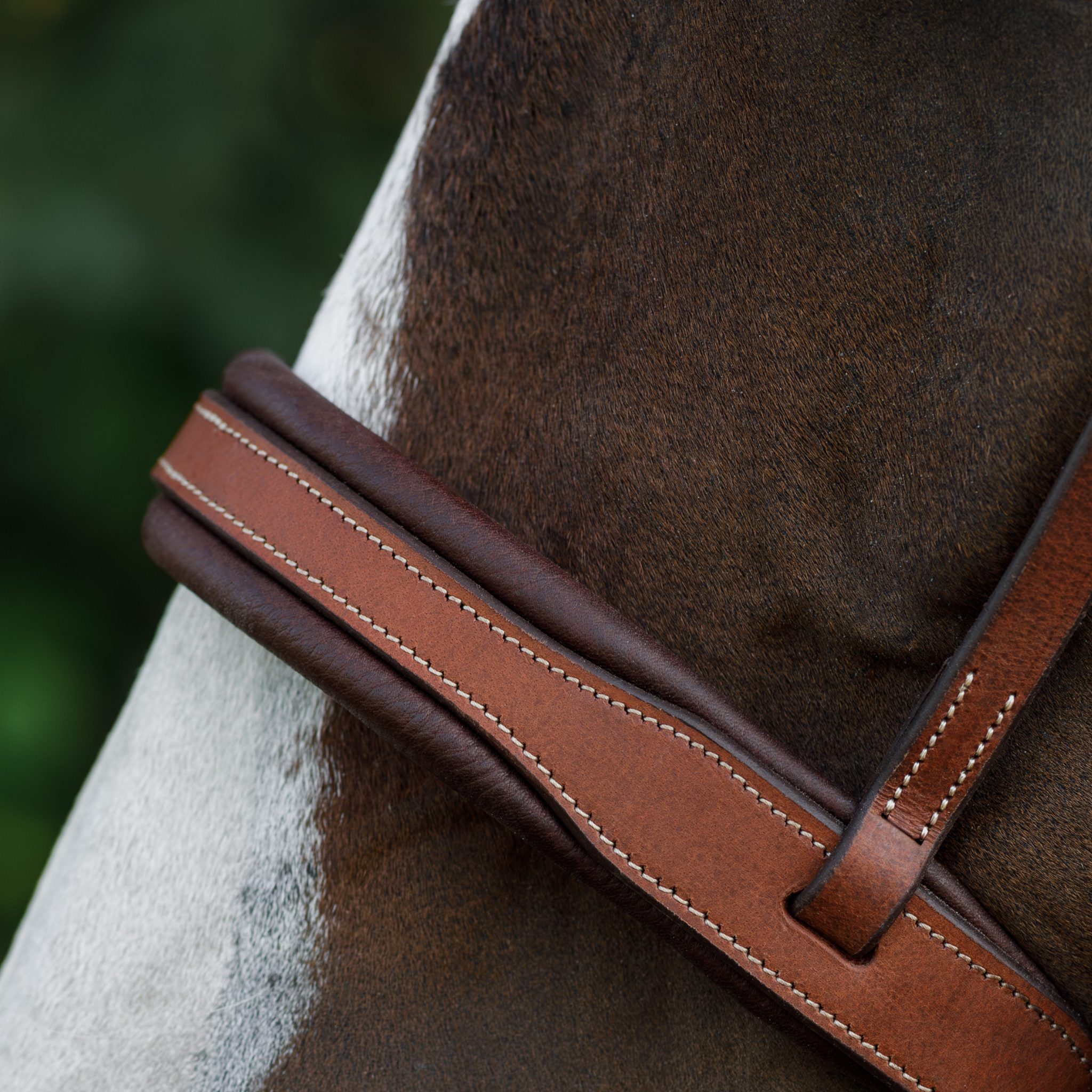 Close-up of a bay horse wearing a brown soft bridle with a blurred forest background. Photo focuses on the heavy padding underthe noseband.