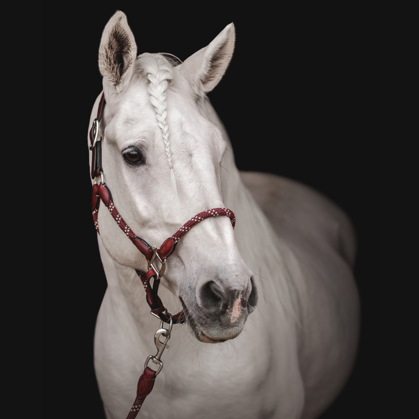 White horse wearing a burgundy Banff Leather and Rope Halter on a black background