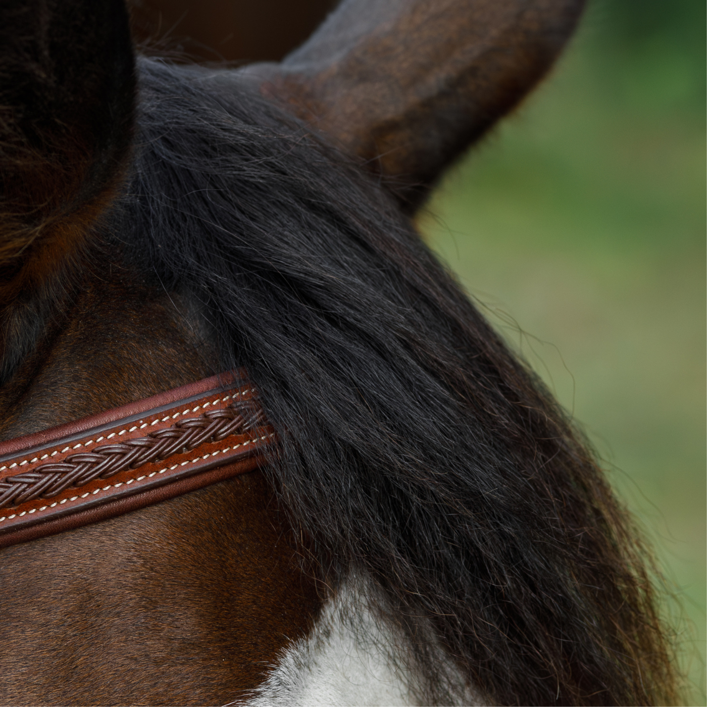 Close-up of a bay horse's forelock with a braided browband peeking out from underneath, blurred green background