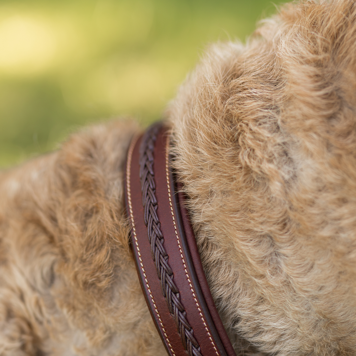 Close up of a blonde dog with a wavy coat wearing a brown dog collar with handbraided leather detailing running through the middle. 